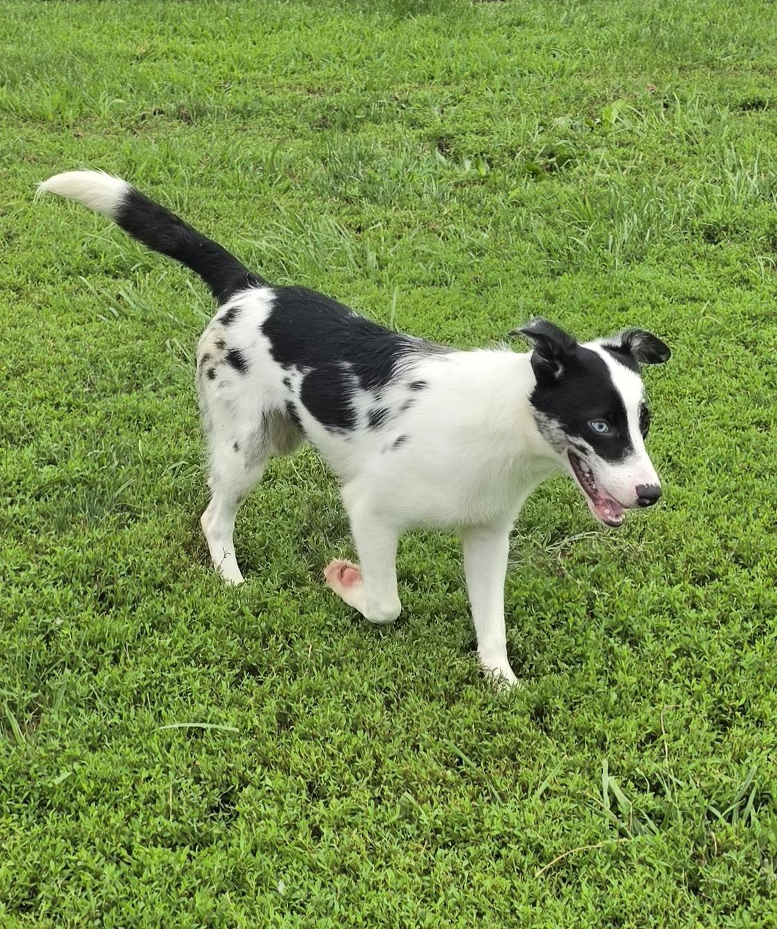 Enlarge Driver, an adopted mixed breed in Terre Haute, IN image 4/6
