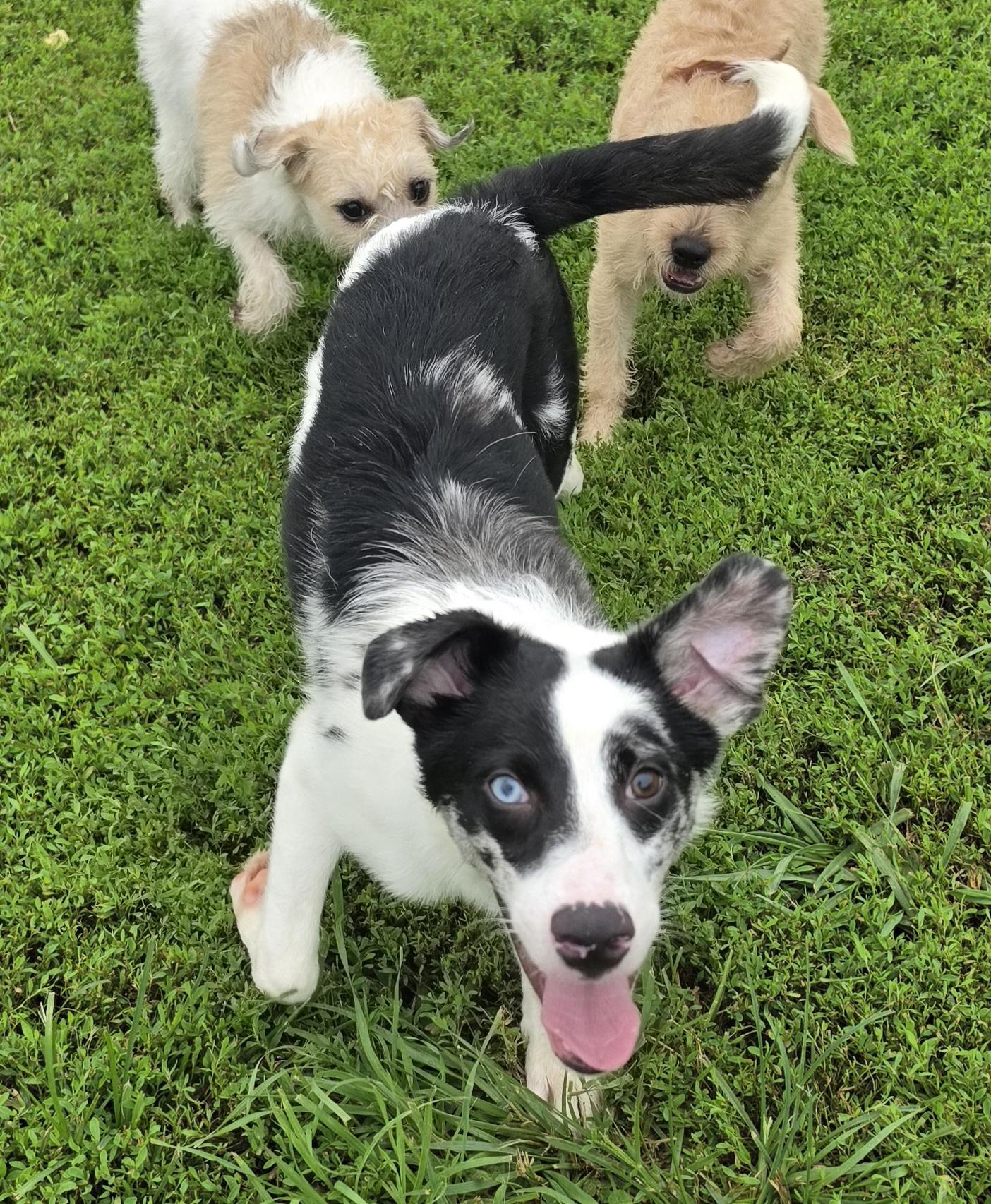 Enlarge Driver, an adopted mixed breed in Terre Haute, IN image 6/6