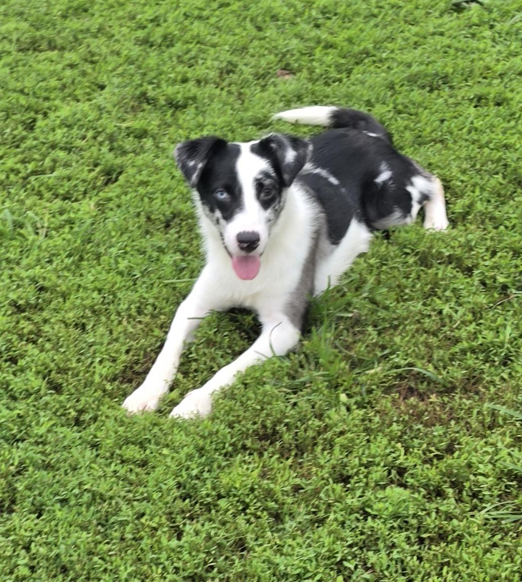 Driver, adopted, Puppy Male Australian Shepherd.