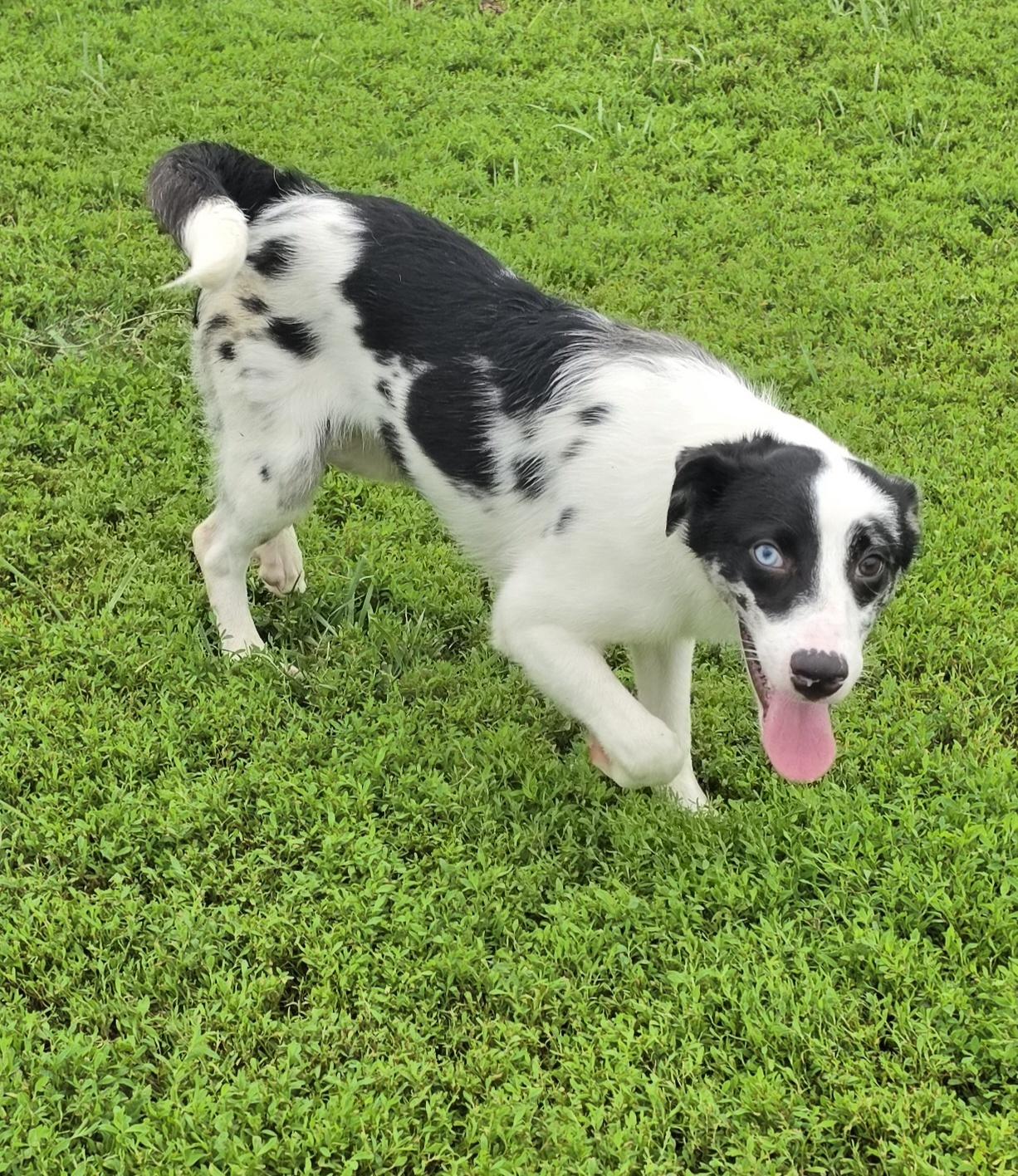 Enlarge Driver, an adopted mixed breed in Terre Haute, IN image 3/6
