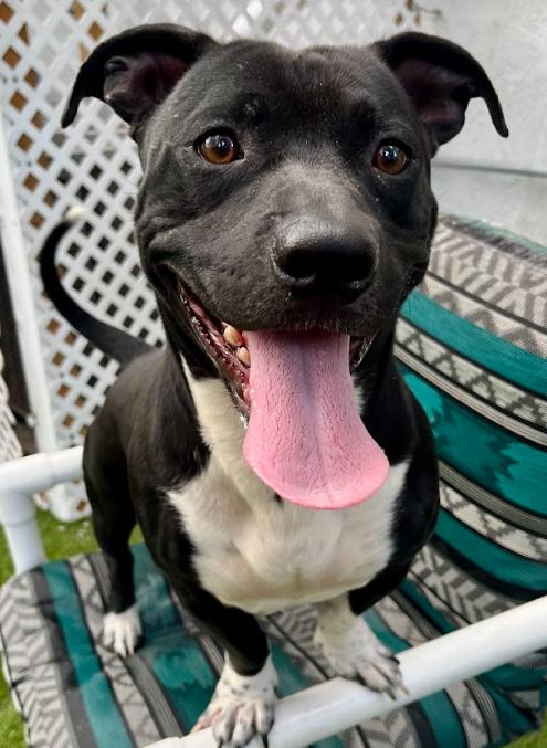 Enlarge Dudley, a Adoptable mixed breed in St. Petersburg, FL image 6/6