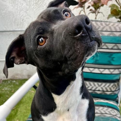 Dudley, Adoptable, Young Male Black Labrador Retriever & Basset Hound.