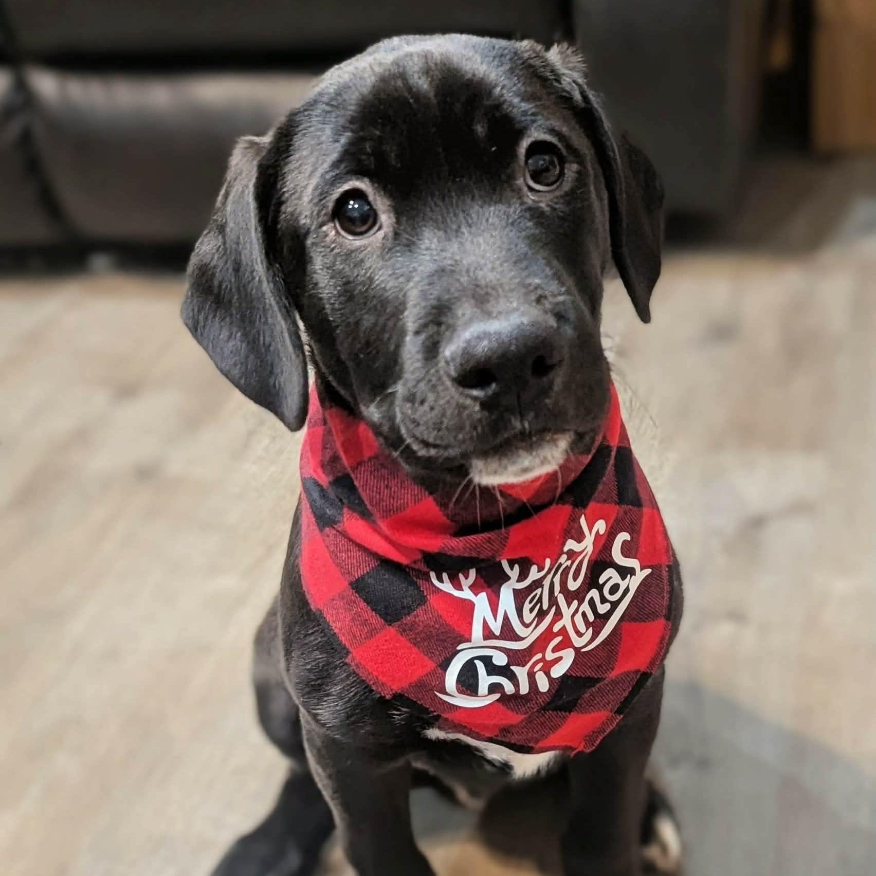 Ross, ADOPTABLE, Puppy Male Retriever & Golden Retriever.