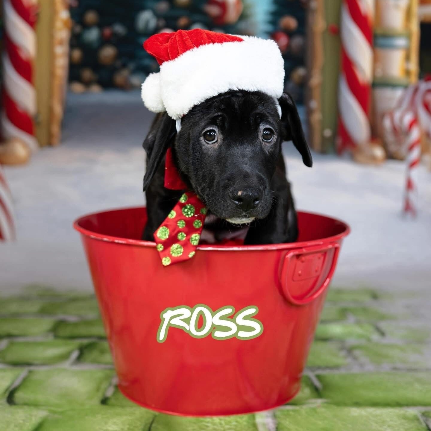 Enlarge Ross, a ADOPTABLE mixed breed in Las Vegas, NV image 2/2