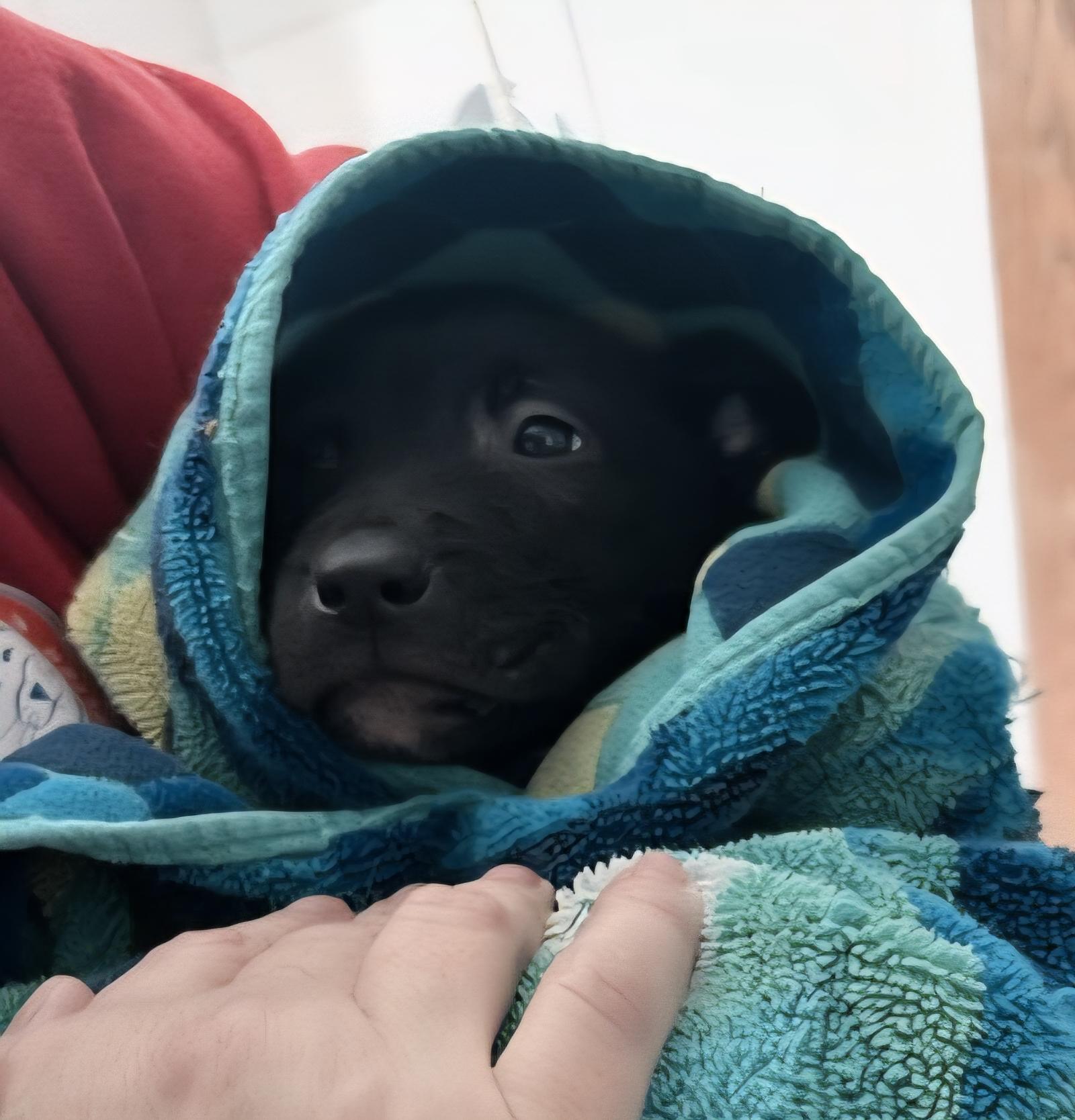 Enlarge April Rain, an adopted mixed breed in Buffalo, NY image 5/5