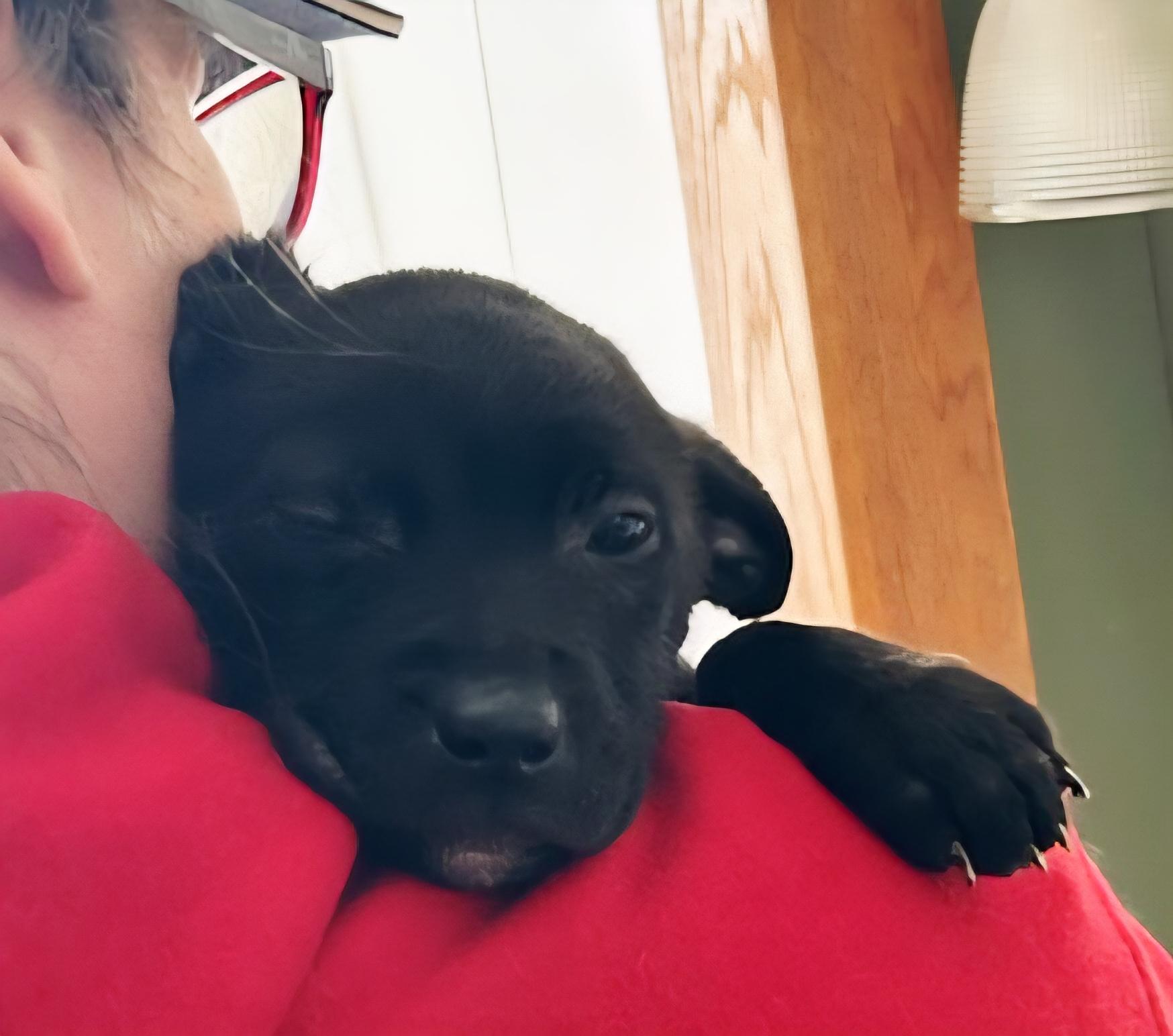 Enlarge April Rain, an adopted mixed breed in Buffalo, NY image 3/5