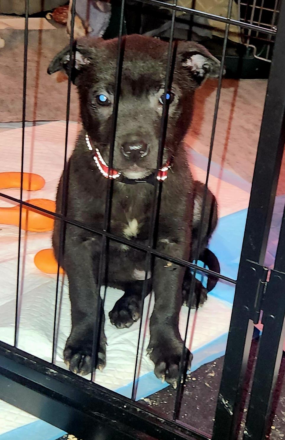 Enlarge April Rain, an adopted mixed breed in Buffalo, NY image 2/5