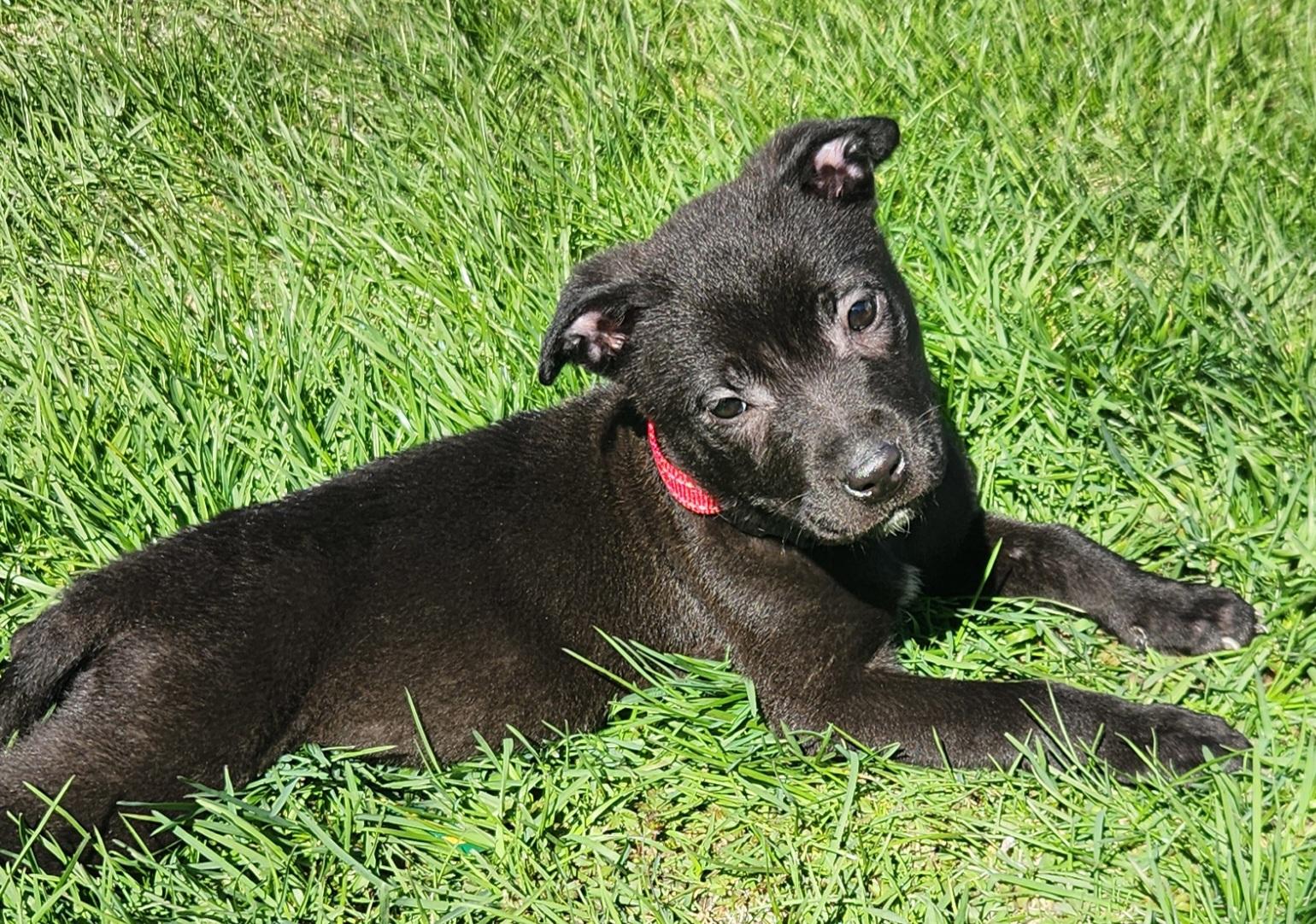 Enlarge April Rain, an adopted mixed breed in Buffalo, NY image 1/5