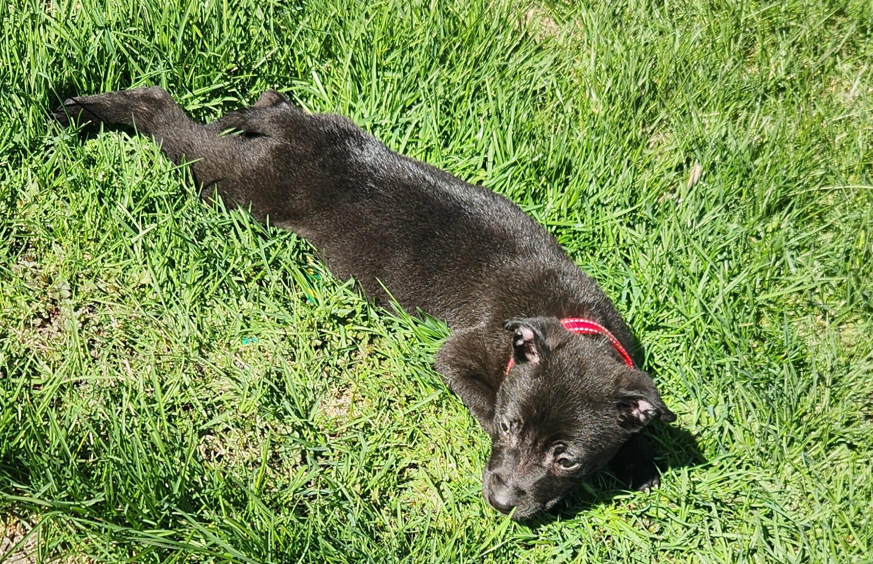 Enlarge April Rain, an adopted mixed breed in Buffalo, NY image 4/5
