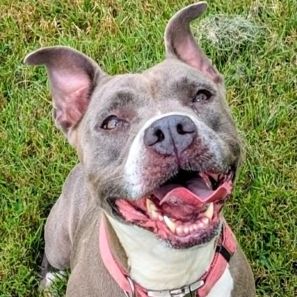 Sug, Adoptable, Adult Female Mixed Breed.