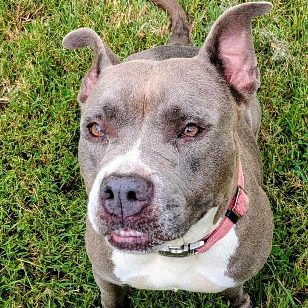 Enlarge Sug, a Adoptable Mixed Breed in Jeffersonville, IN image 2/4