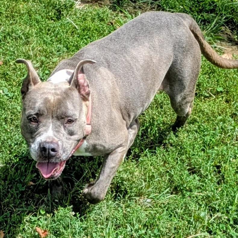 Enlarge Sug, a Adoptable Mixed Breed in Jeffersonville, IN image 3/4