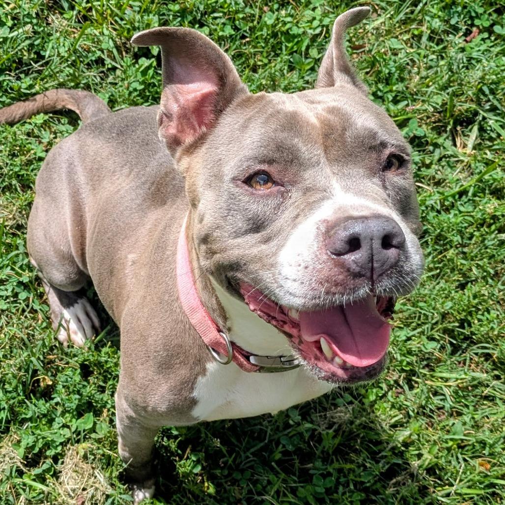 Enlarge Sug, a Adoptable Mixed Breed in Jeffersonville, IN image 4/4