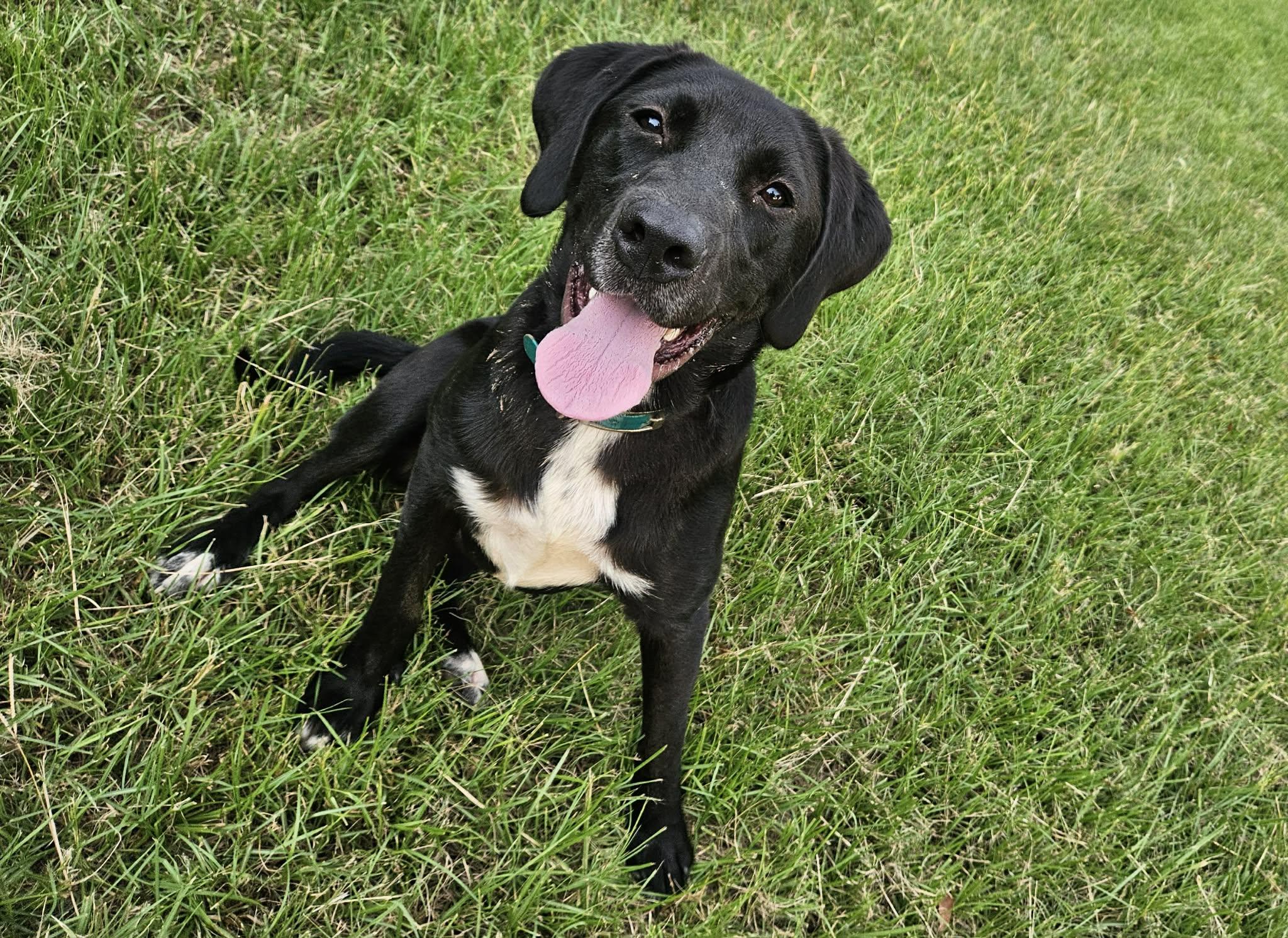 Grant, a ADOPTABLE mixed breed in Hillsdale, NY image 2/6
