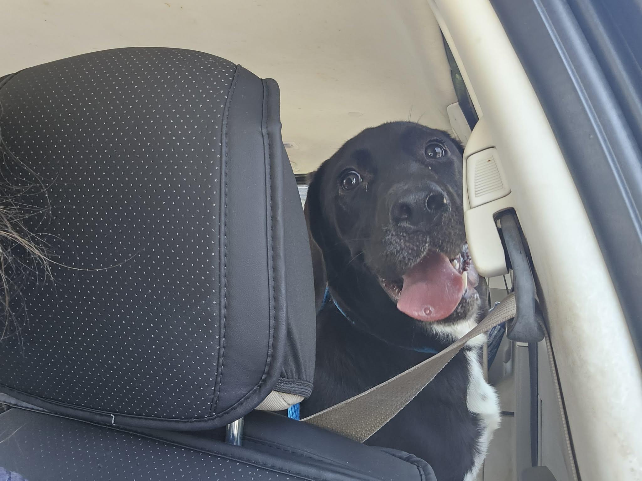 Grant, a ADOPTABLE mixed breed in Hillsdale, NY image 3/6