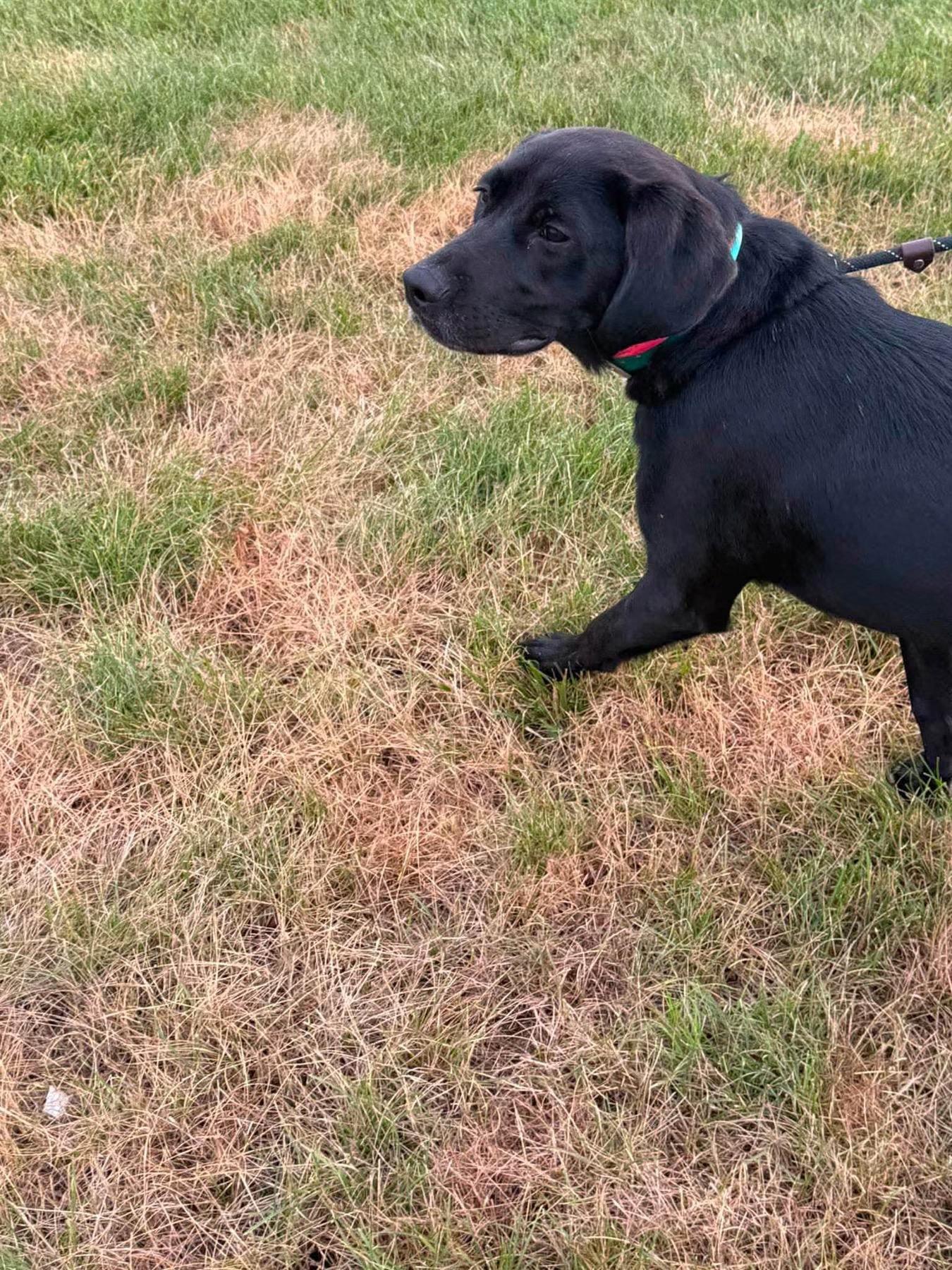 Grant, a ADOPTABLE mixed breed in Hillsdale, NY image 6/6