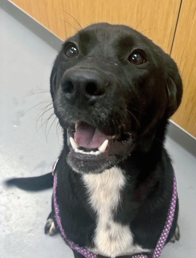 Grant, ADOPTABLE, Young Male Black Labrador Retriever.