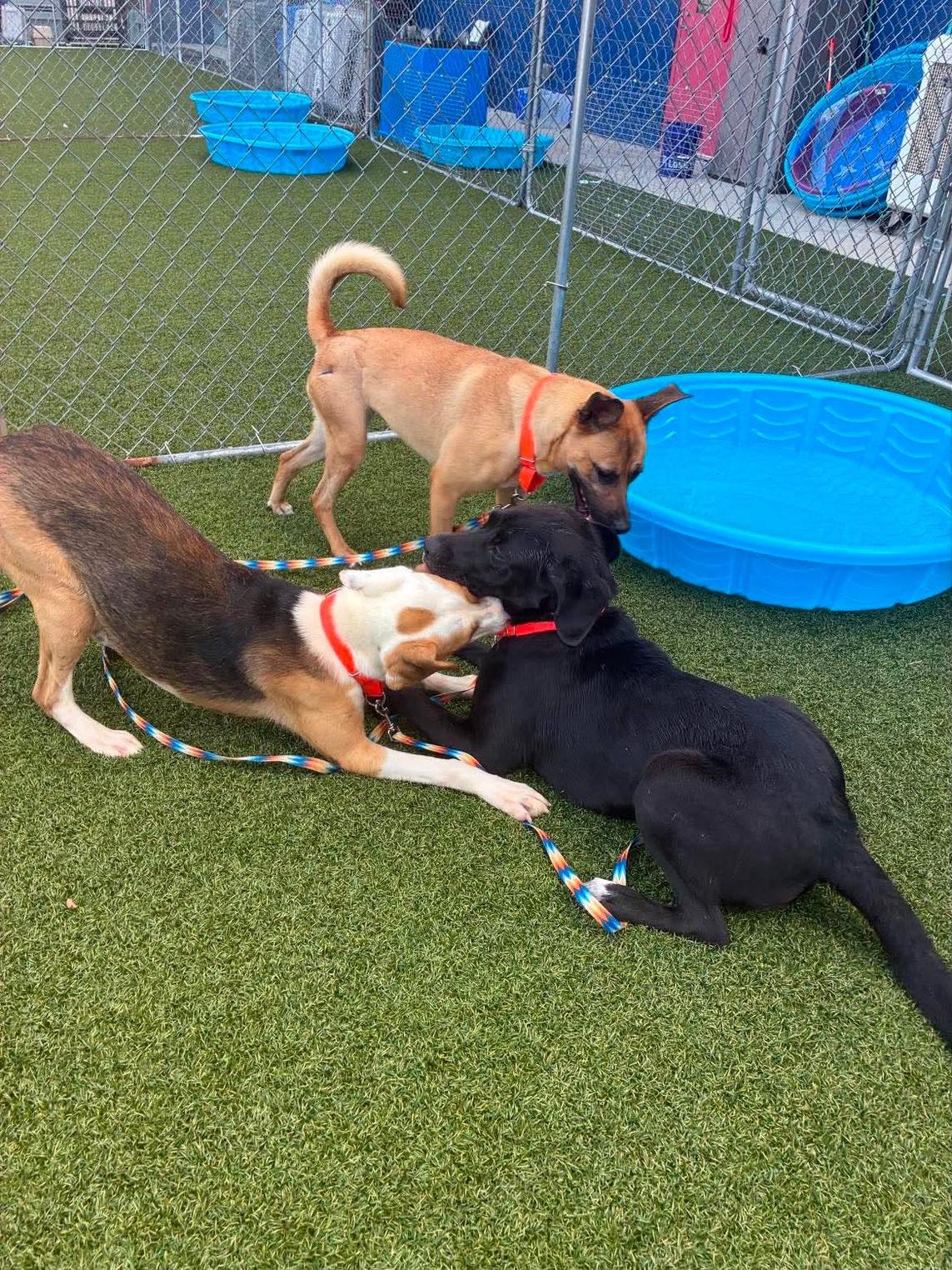 Grant, a ADOPTABLE mixed breed in Hillsdale, NY image 5/6