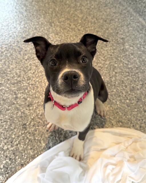 Enlarge CHRISTINE, a Adoptable mixed breed in Boston, MA image 1/1