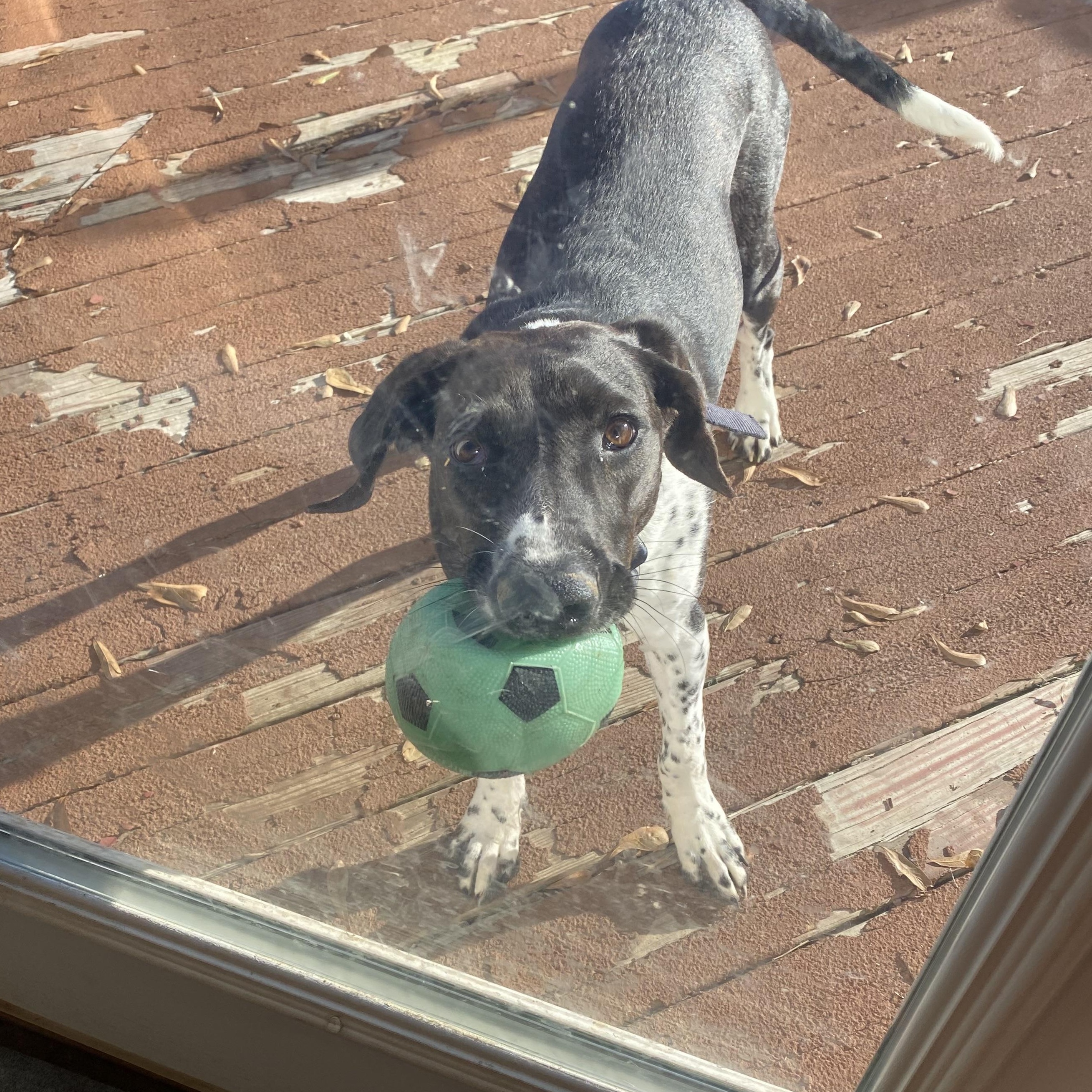 Kate G, a Adoptable mixed breed in Dyersburg, TN image 4/6