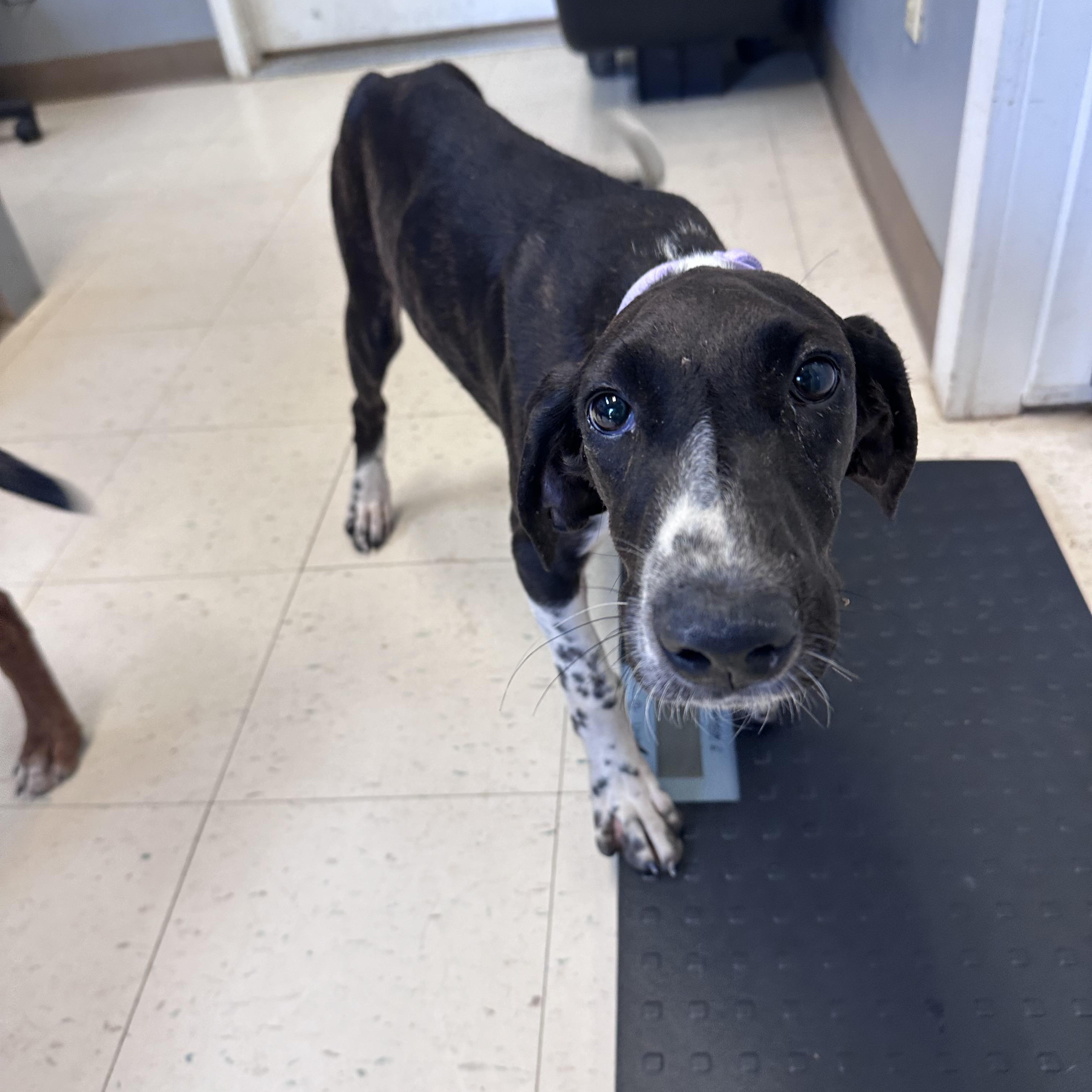 Kate G, a Adoptable mixed breed in Dyersburg, TN image 3/6