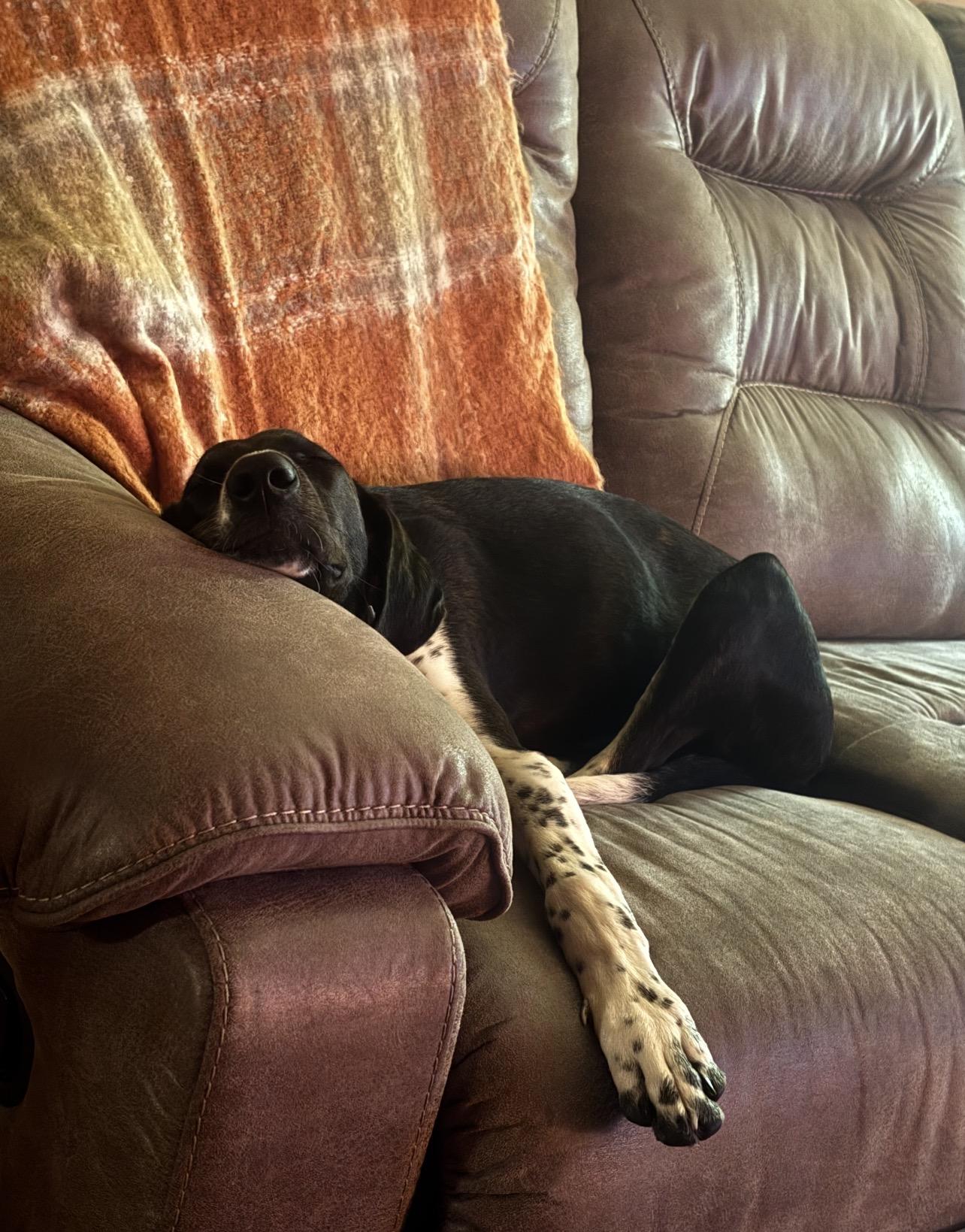 Kate G, a Adoptable mixed breed in Dyersburg, TN image 5/6