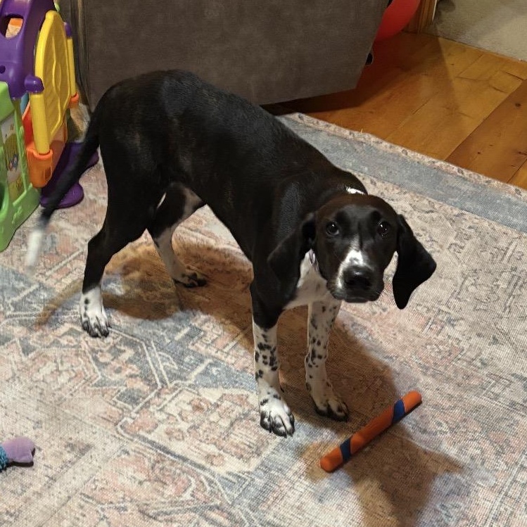 Kate G, Adoptable, Young Female Hound.