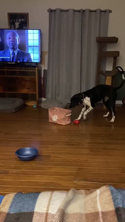 Enlarge Kate G, a Adoptable mixed breed in Dyersburg, TN video 6/6