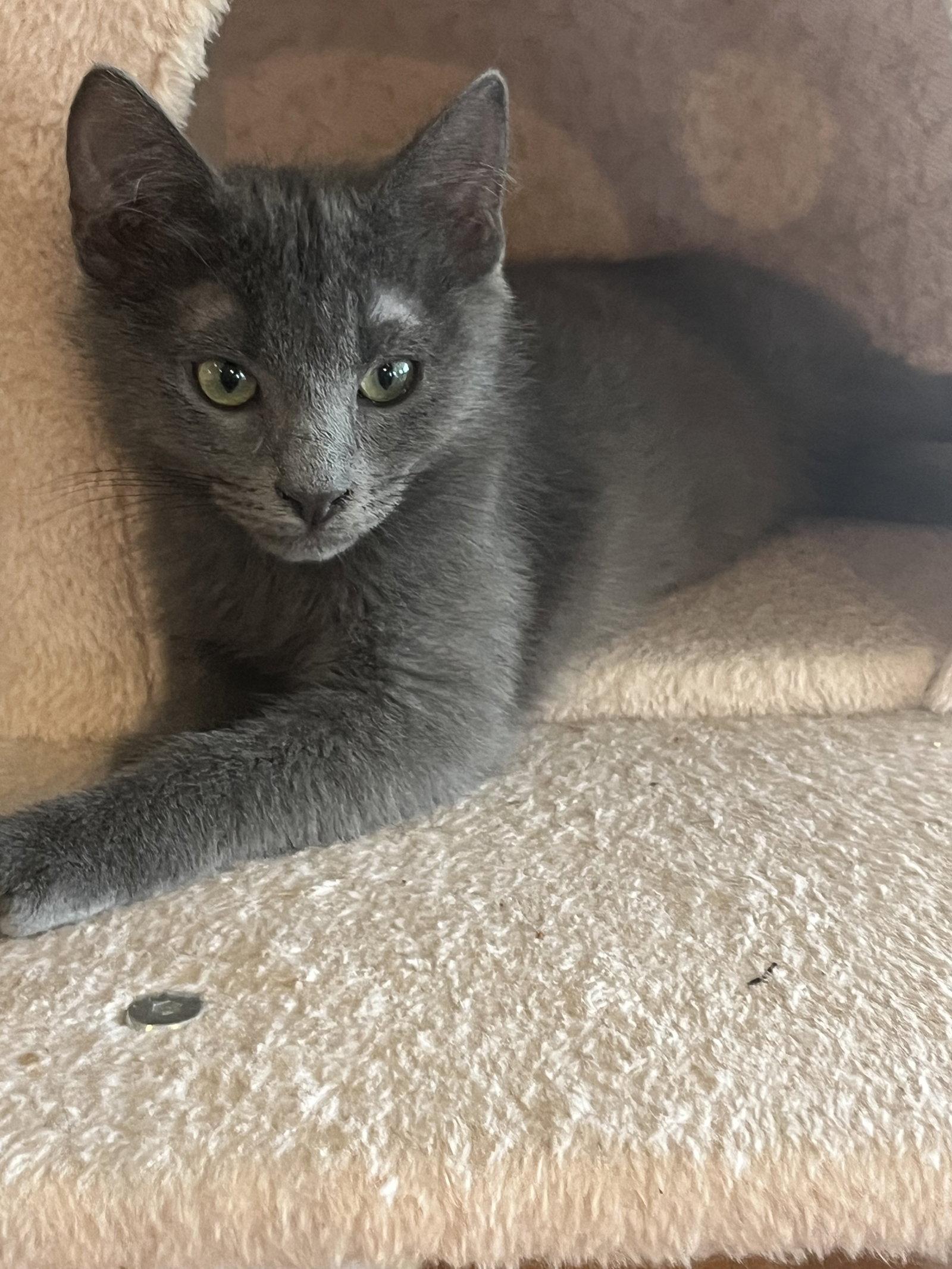 Tank, Adopted, Kitten Male Russian Blue & Domestic Short Hair.
