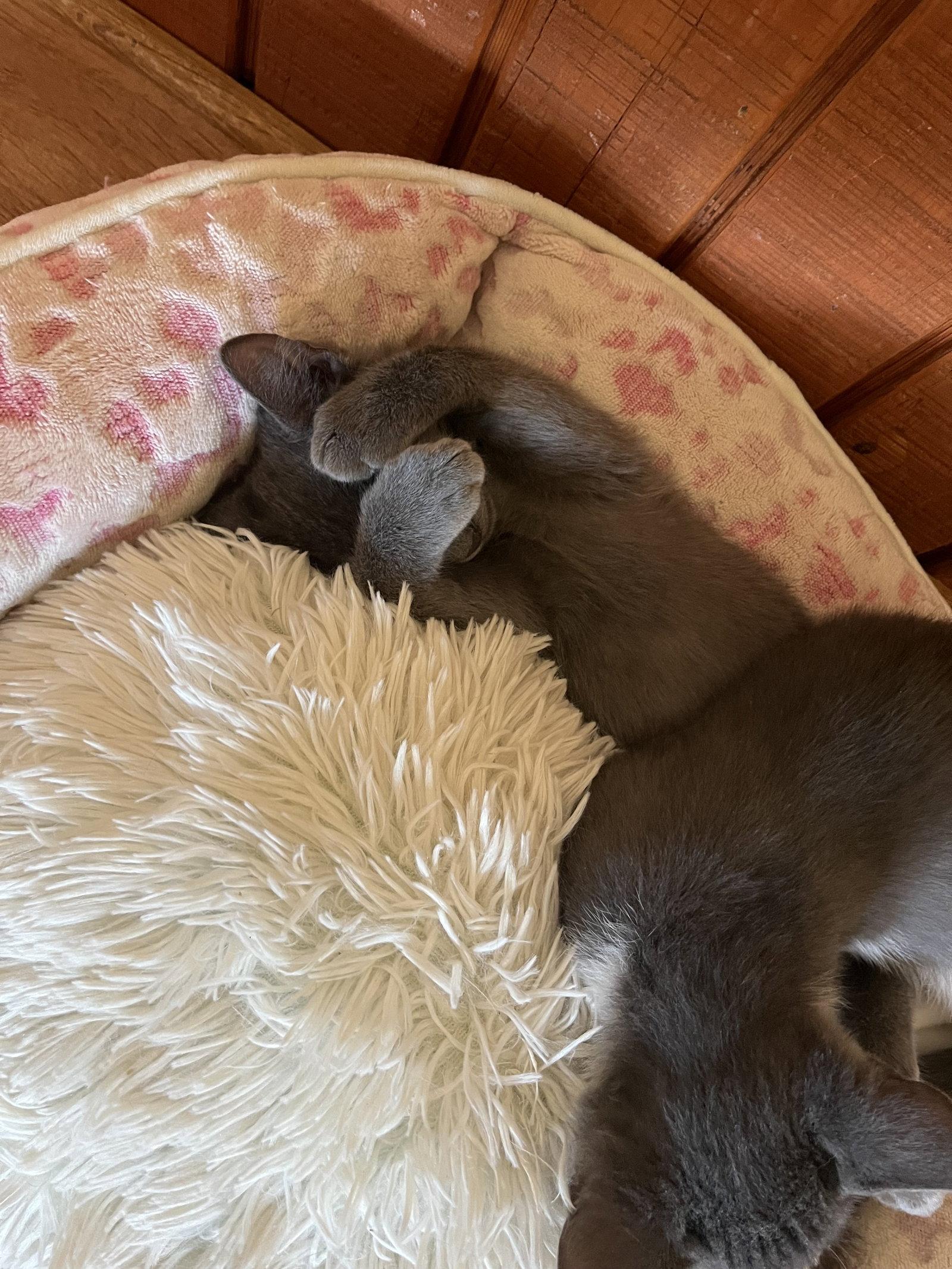 Enlarge Tank, a Adopted mixed breed in Phoenix, AZ image 2/3