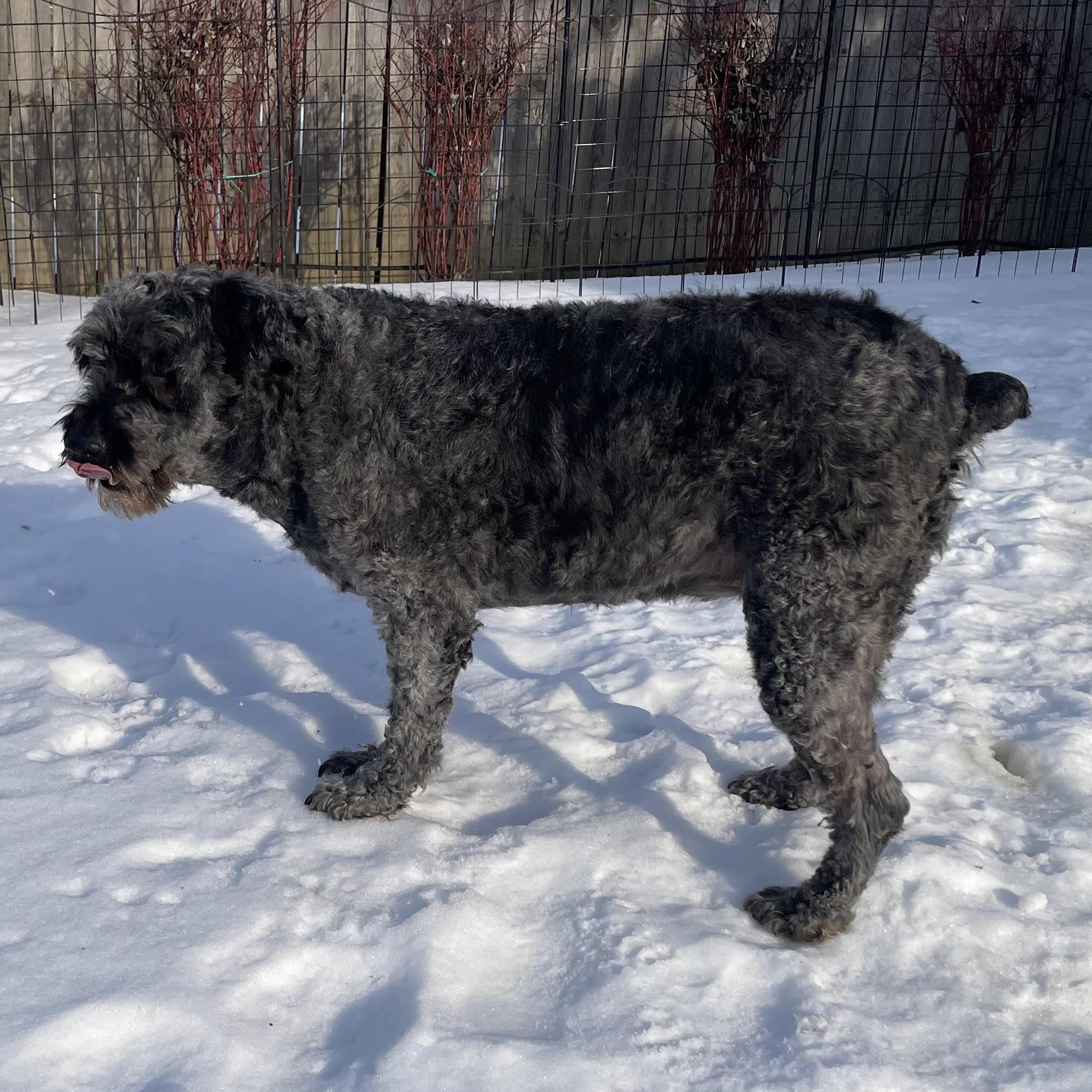 Enlarge Freida, a ADOPTABLE Bouvier des Flandres in Louisville, KY image 2/2