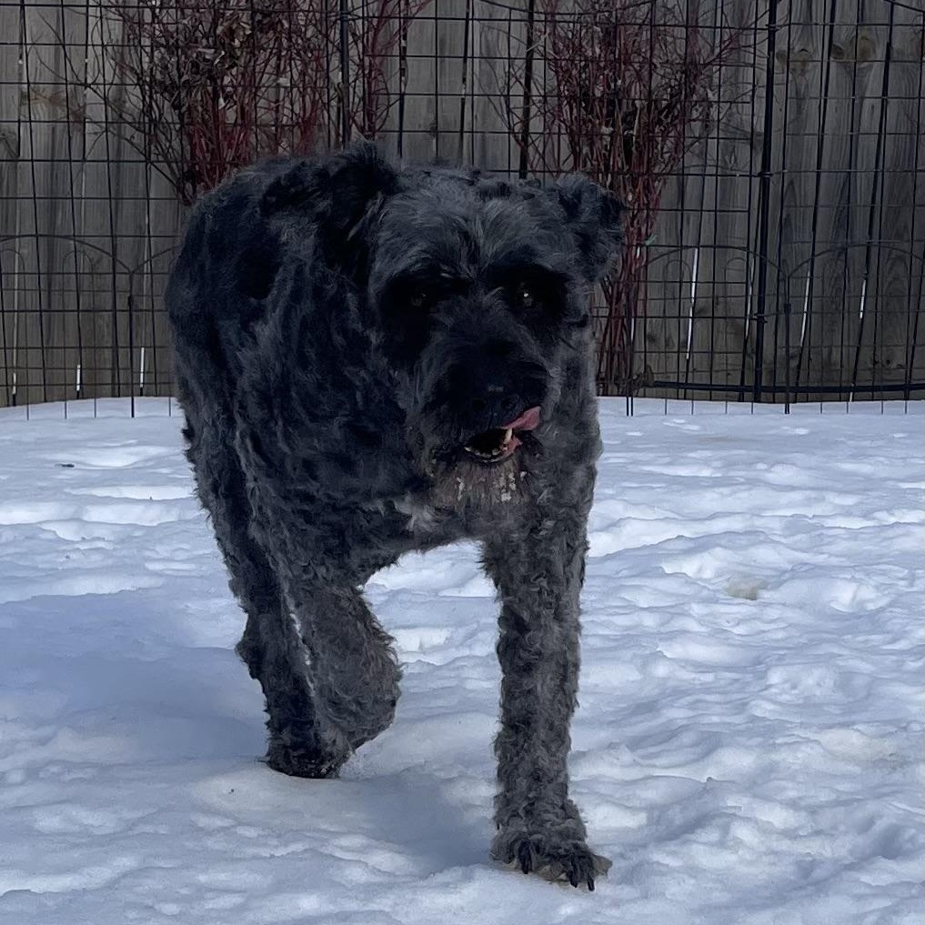 Enlarge Freida, a ADOPTABLE Bouvier des Flandres in Louisville, KY image 1/2
