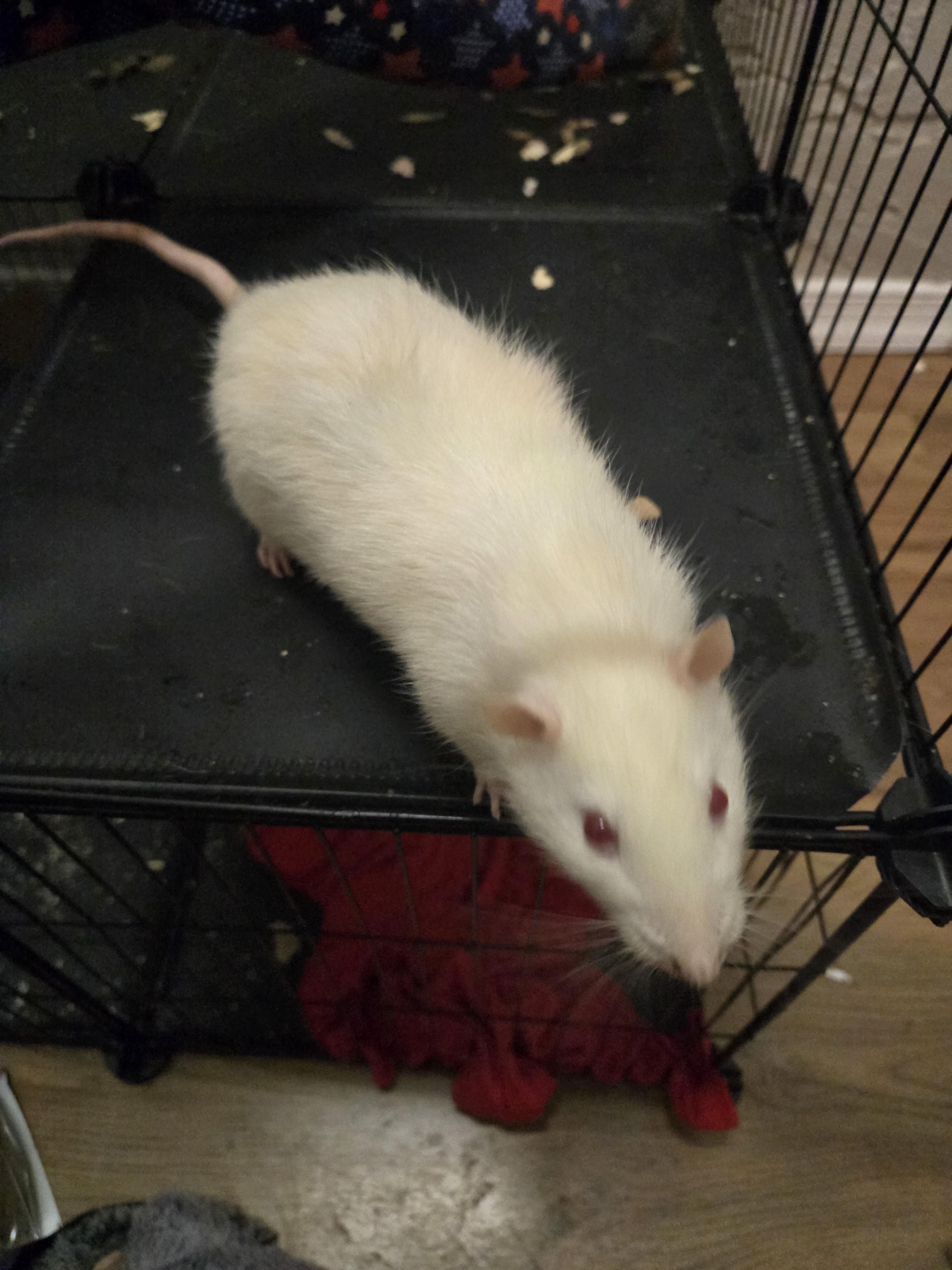 BLONDIE and BROWNIE, Adopted, Adult Male Rat.