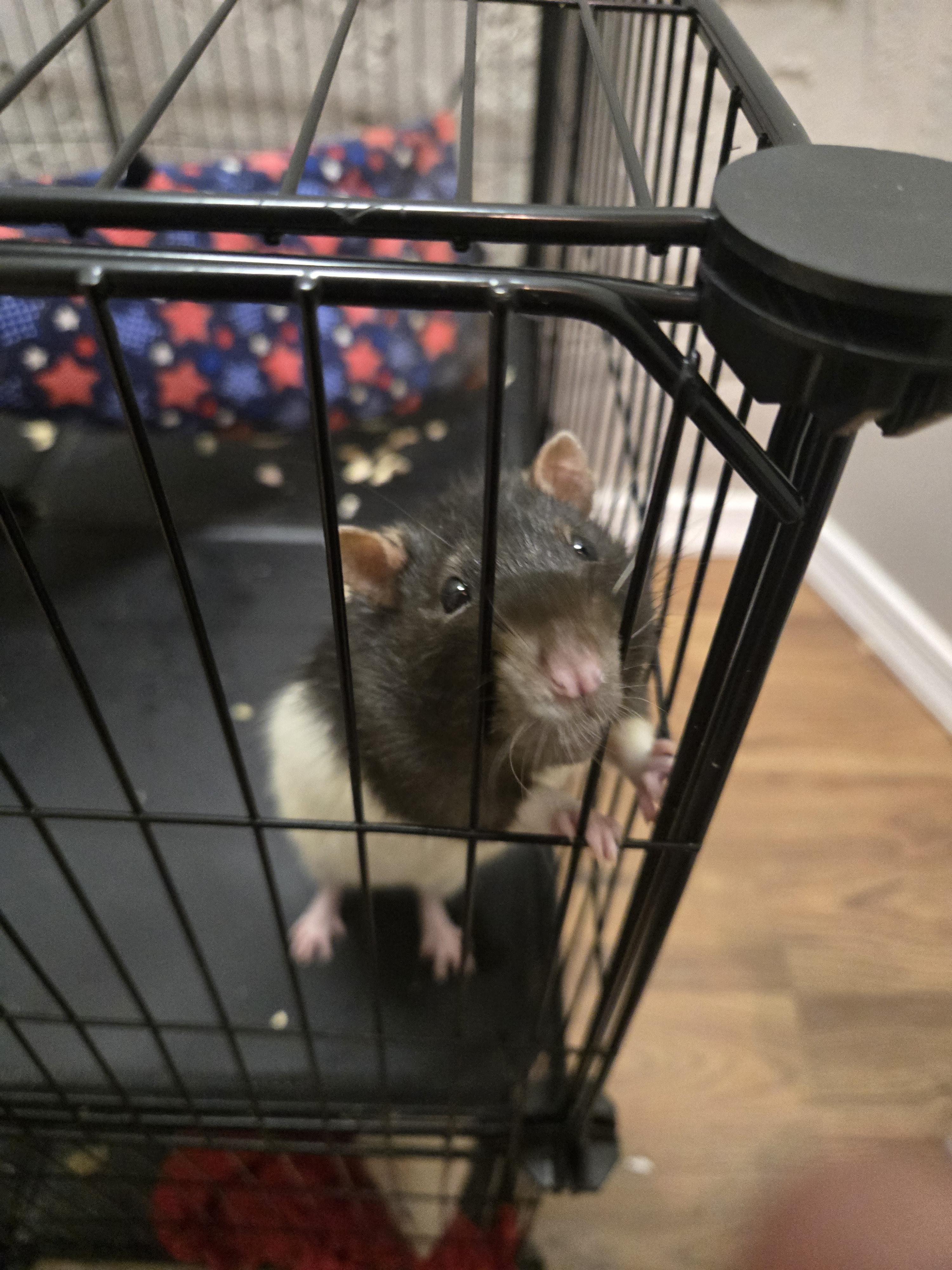 Enlarge BLONDIE and BROWNIE, a Adopted Rat in Philadelphia , PA image 2/2