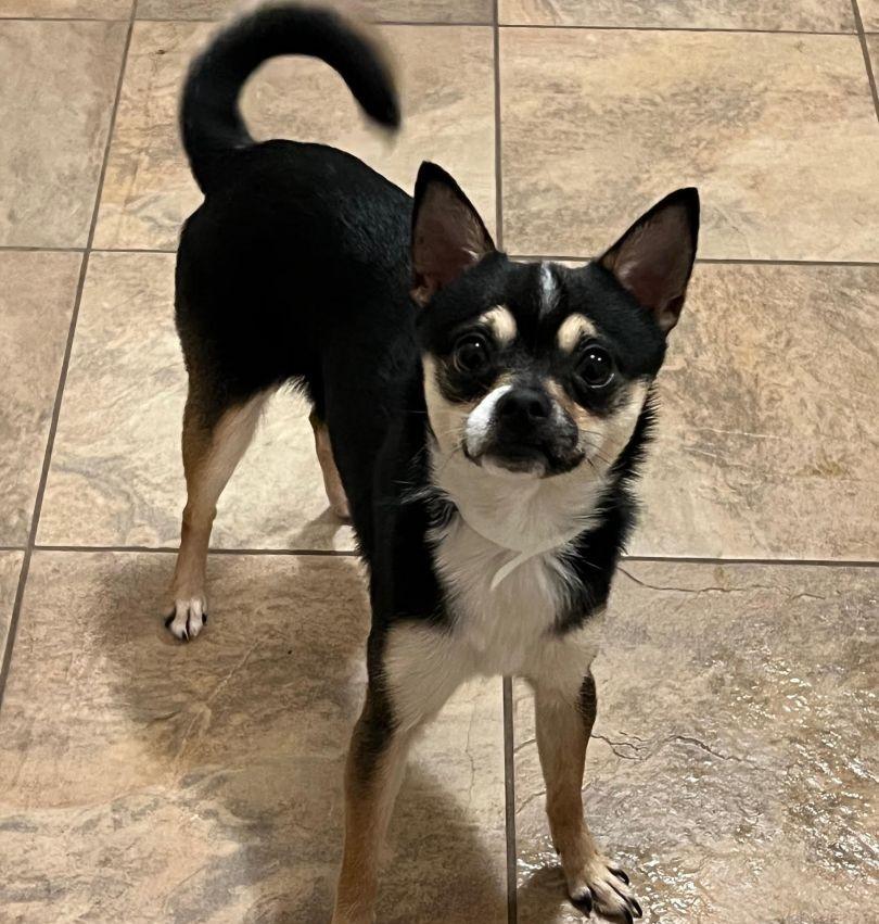 Enlarge Anakin, a ADOPTABLE mixed breed in Barrington, IL image 1/1