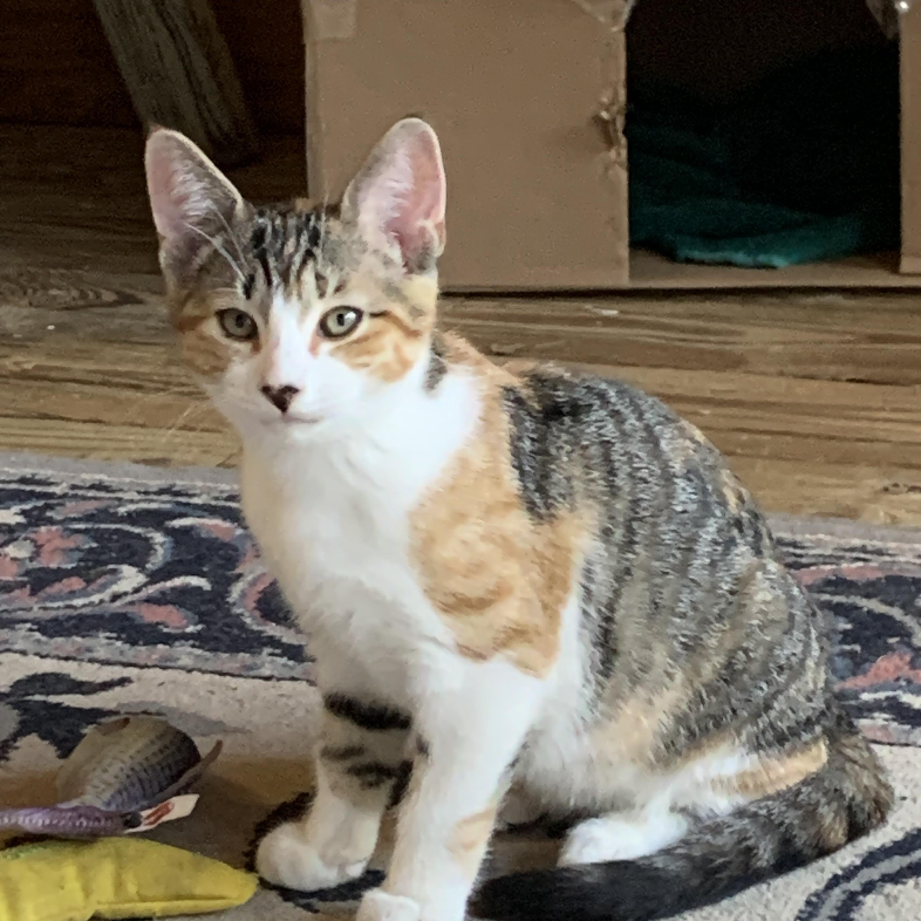 Enlarge MiniMe, a Adopted Domestic Short Hair in Avon, NY image 1/1
