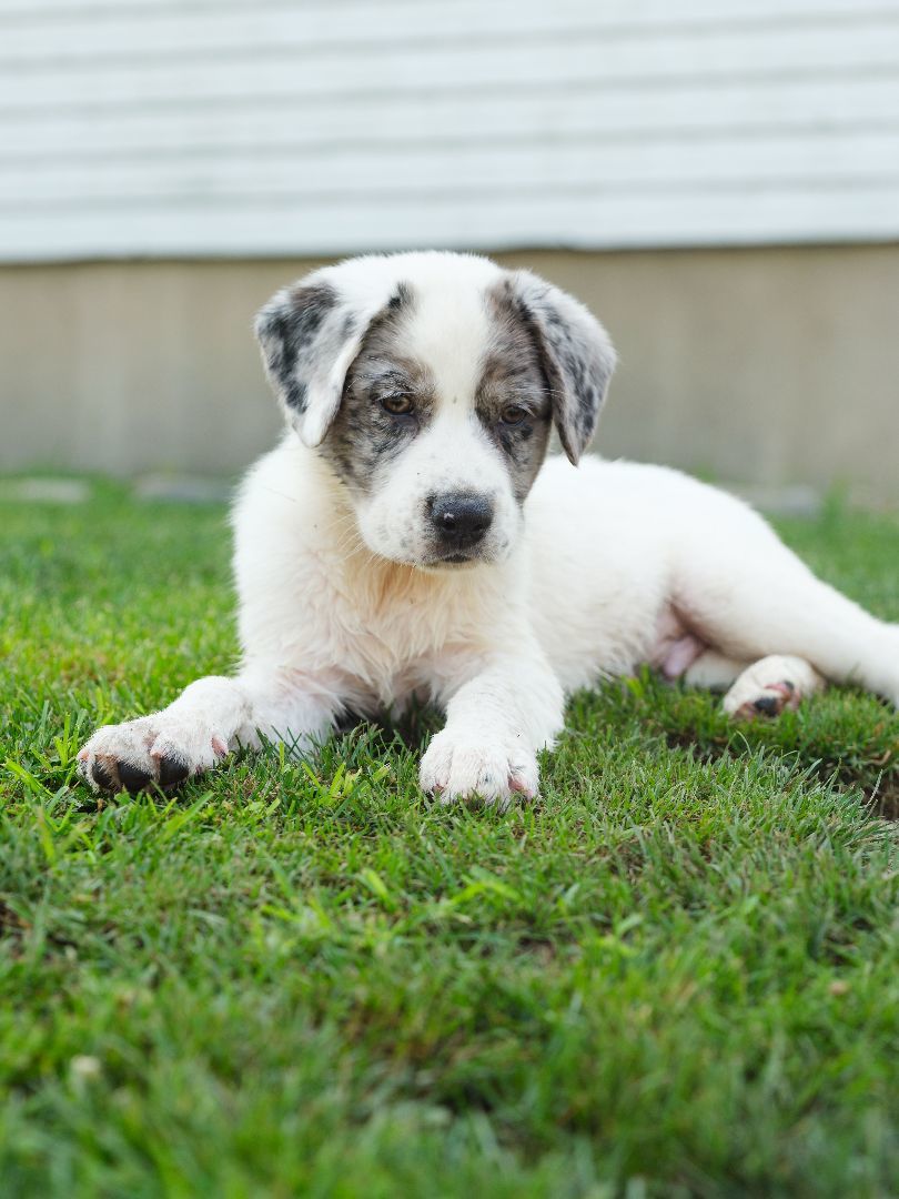 Enlarge Tripp, a Adopted mixed breed in Phillipsburg, NJ image 1/3
