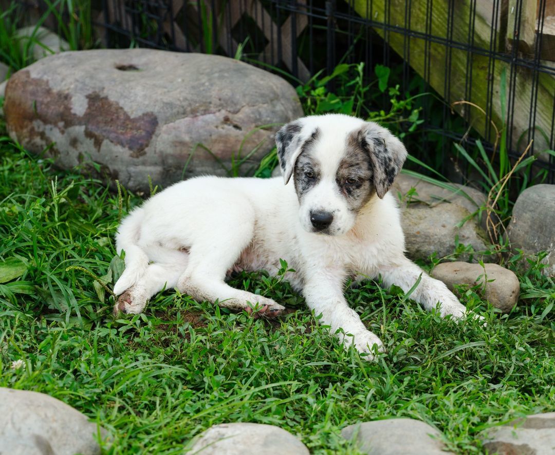 Enlarge Tripp, a Adopted mixed breed in Phillipsburg, NJ image 2/3
