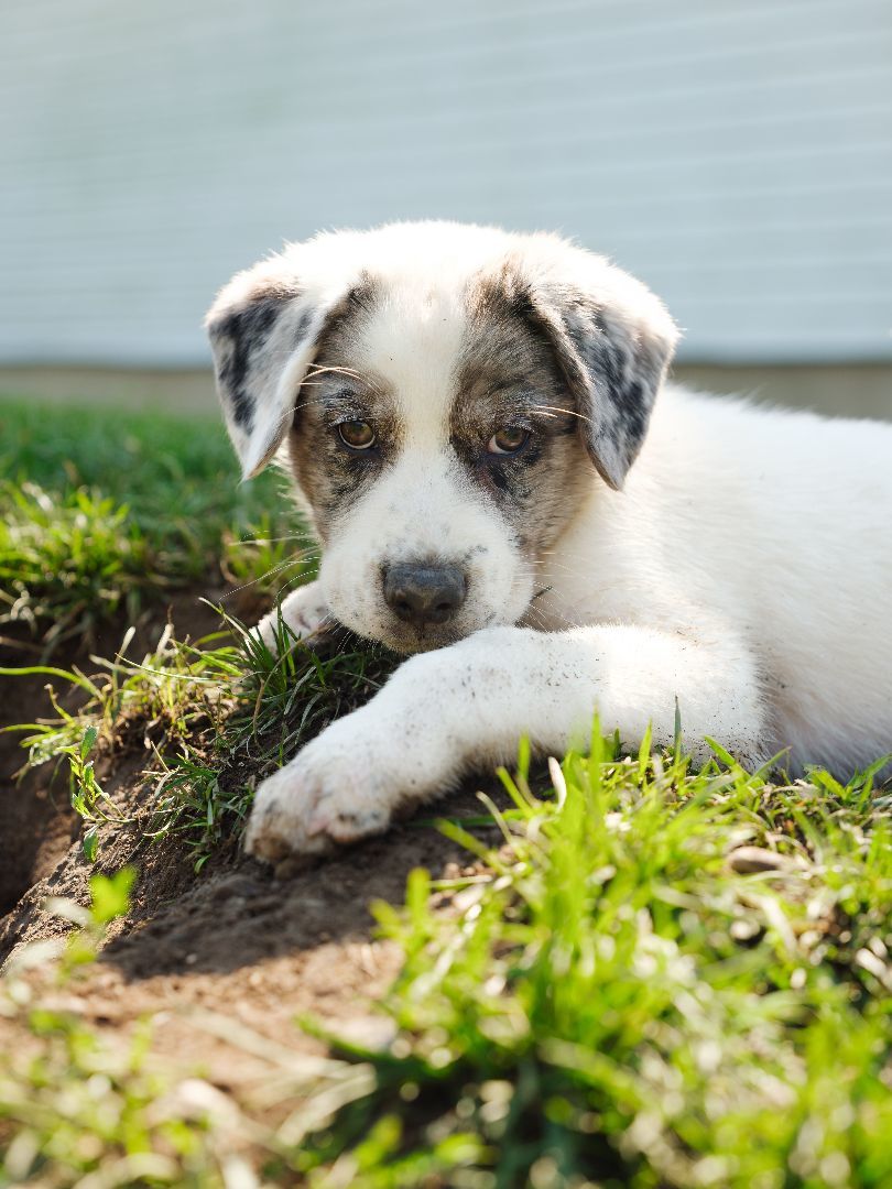 Enlarge Tripp, a Adopted mixed breed in Phillipsburg, NJ image 3/3