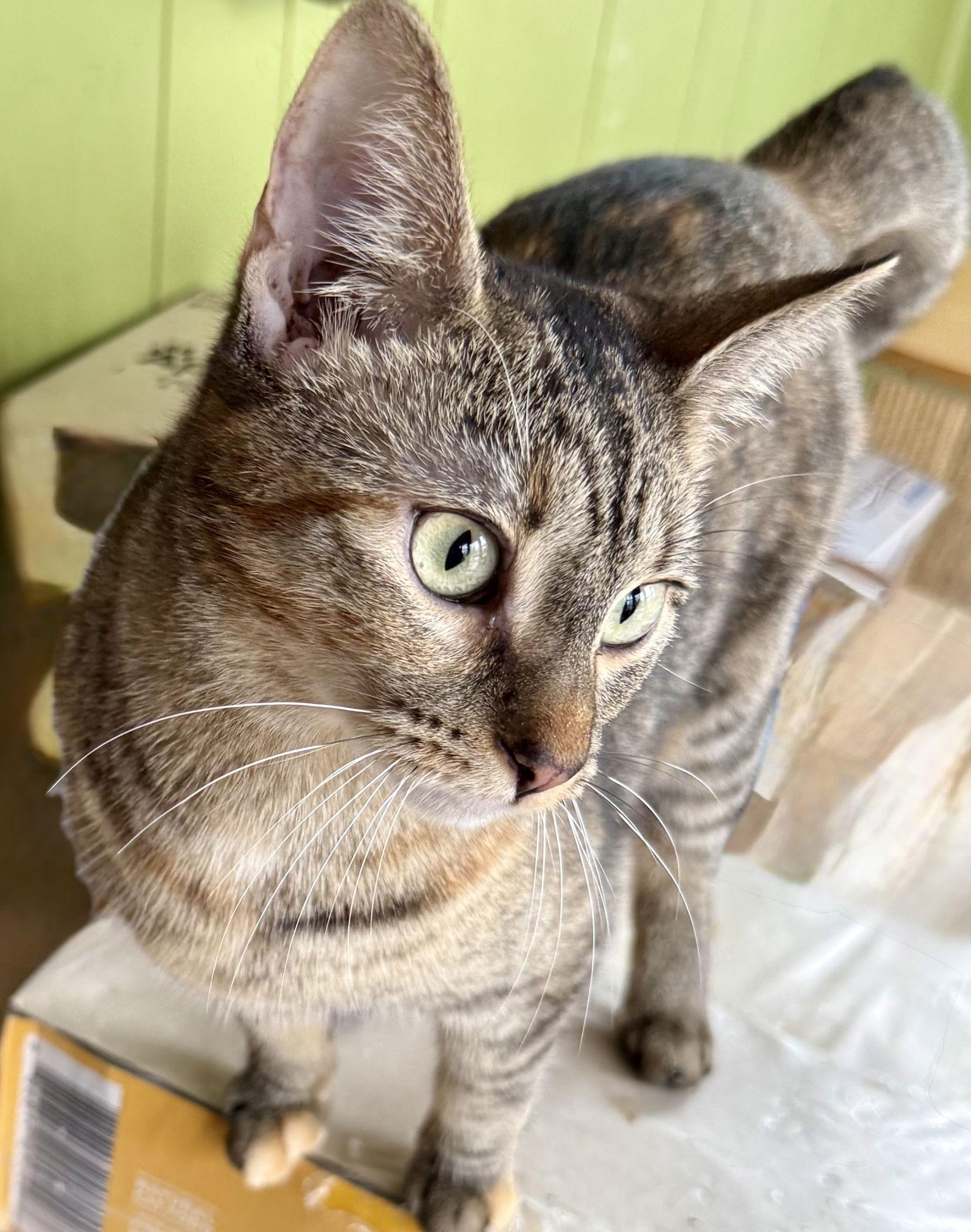 Joanie, Adoptable, Young Female American Shorthair.