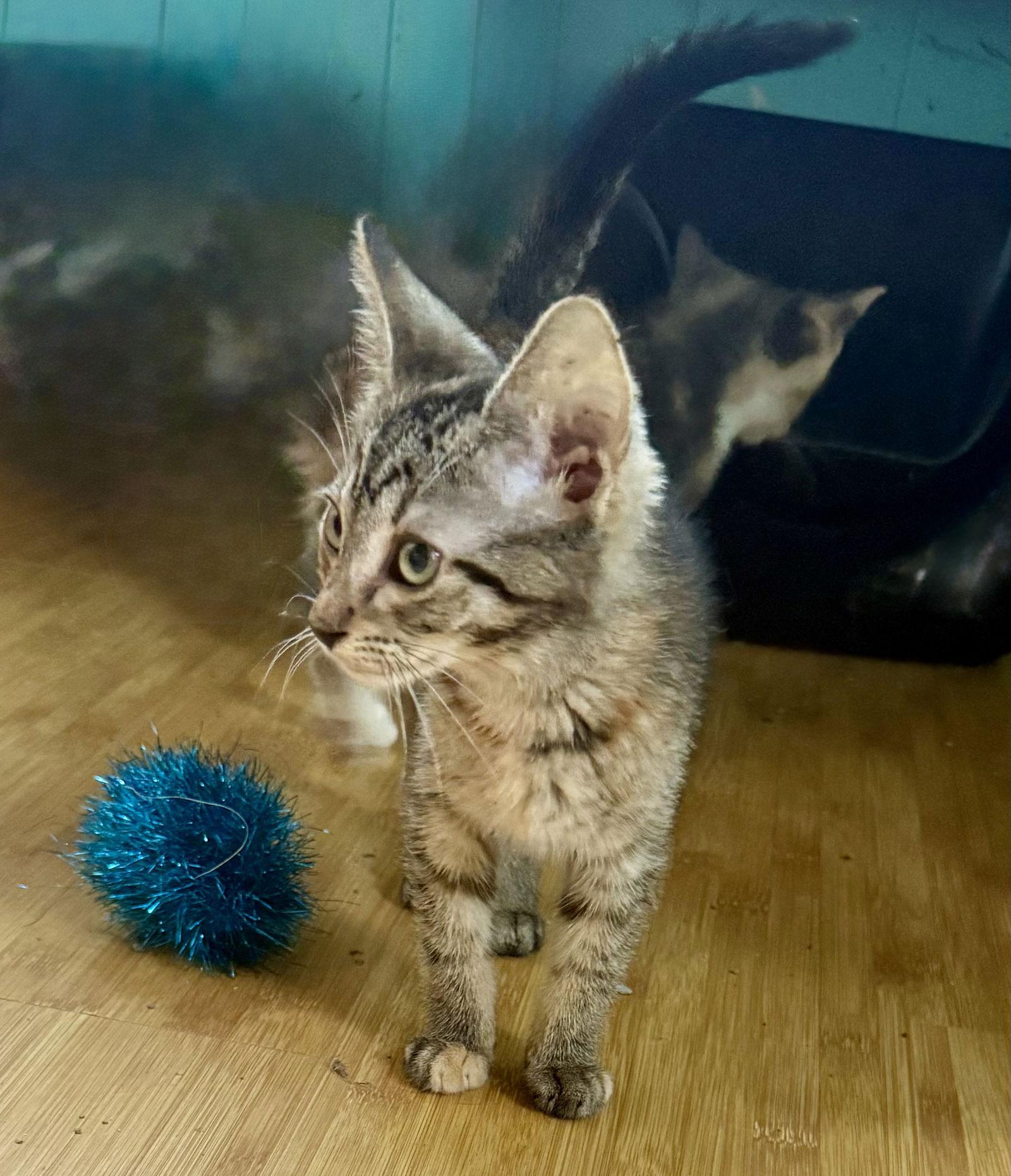 Joanie, Adoptable, Kitten Female American Shorthair.