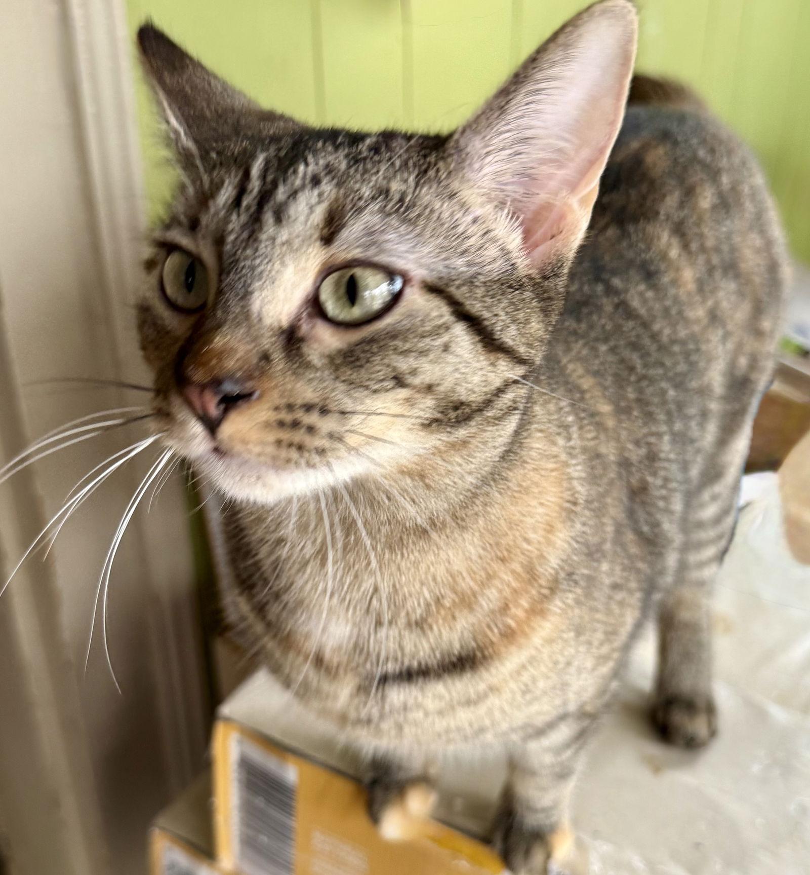 Enlarge Joanie, a Adoptable American Shorthair in Maywood, IL image 2/3