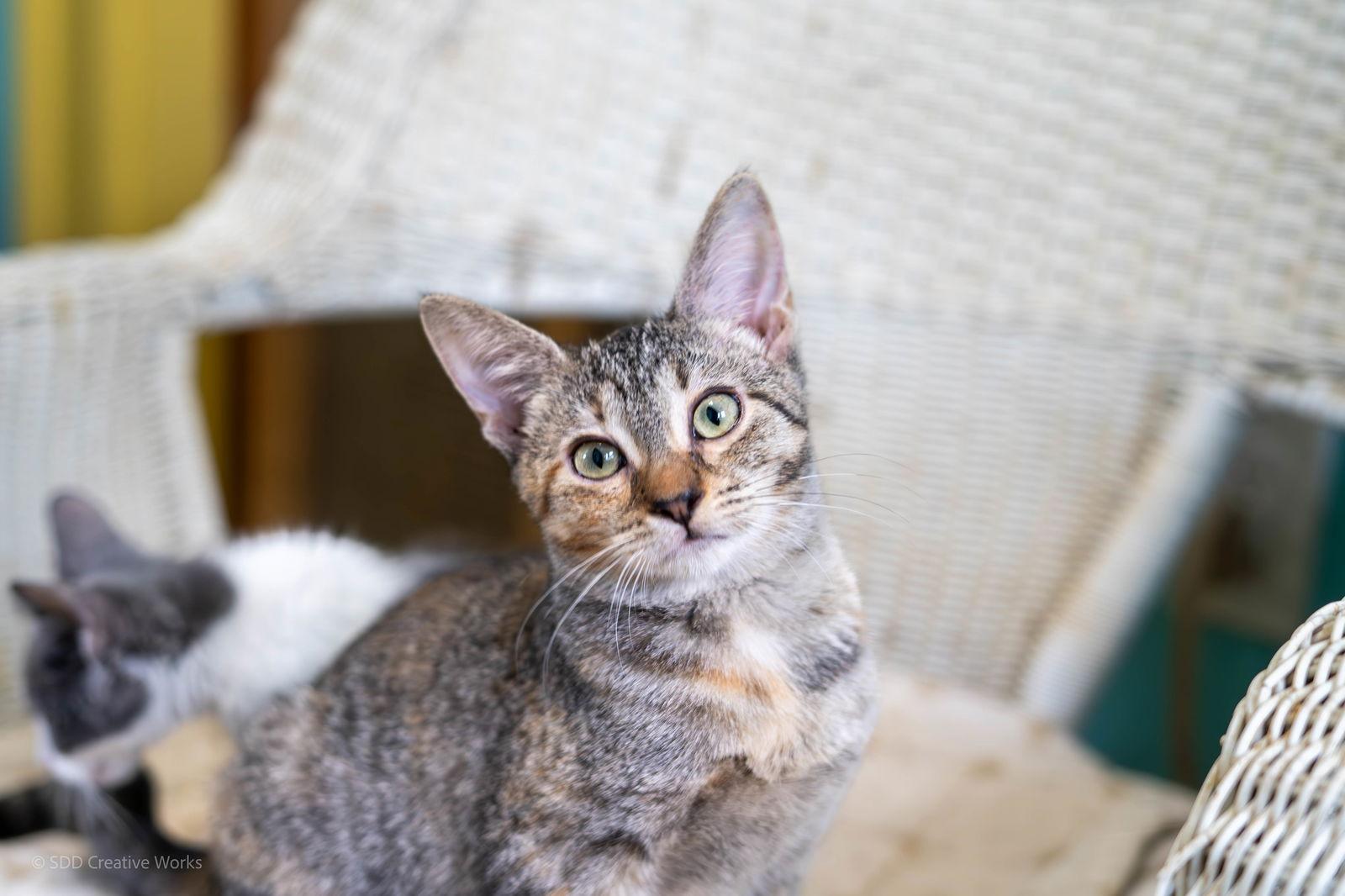 Joanie, a Adoptable American Shorthair in Maywood, IL image 2/3