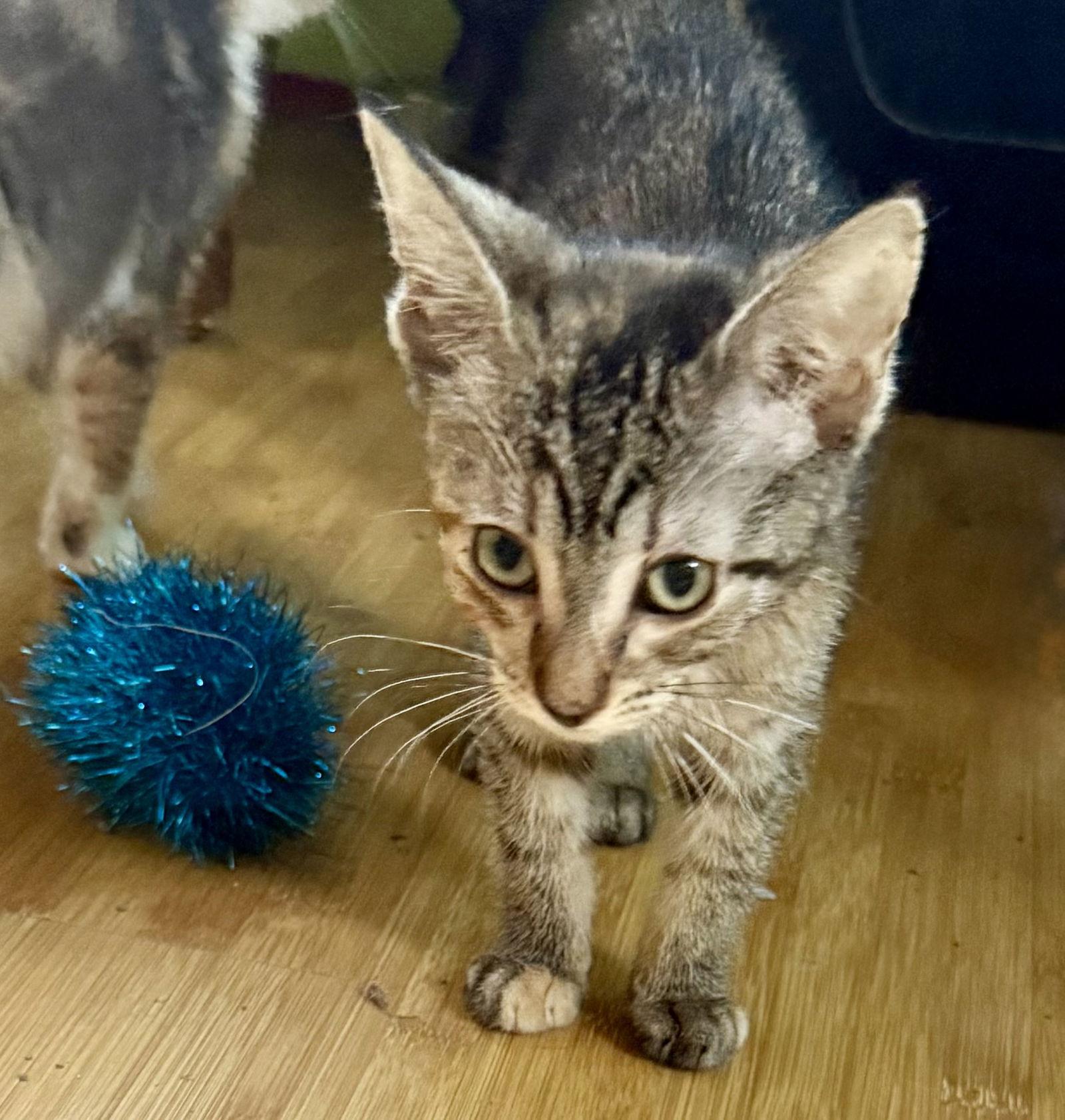 Joanie, a Adoptable American Shorthair in Maywood, IL image 3/3