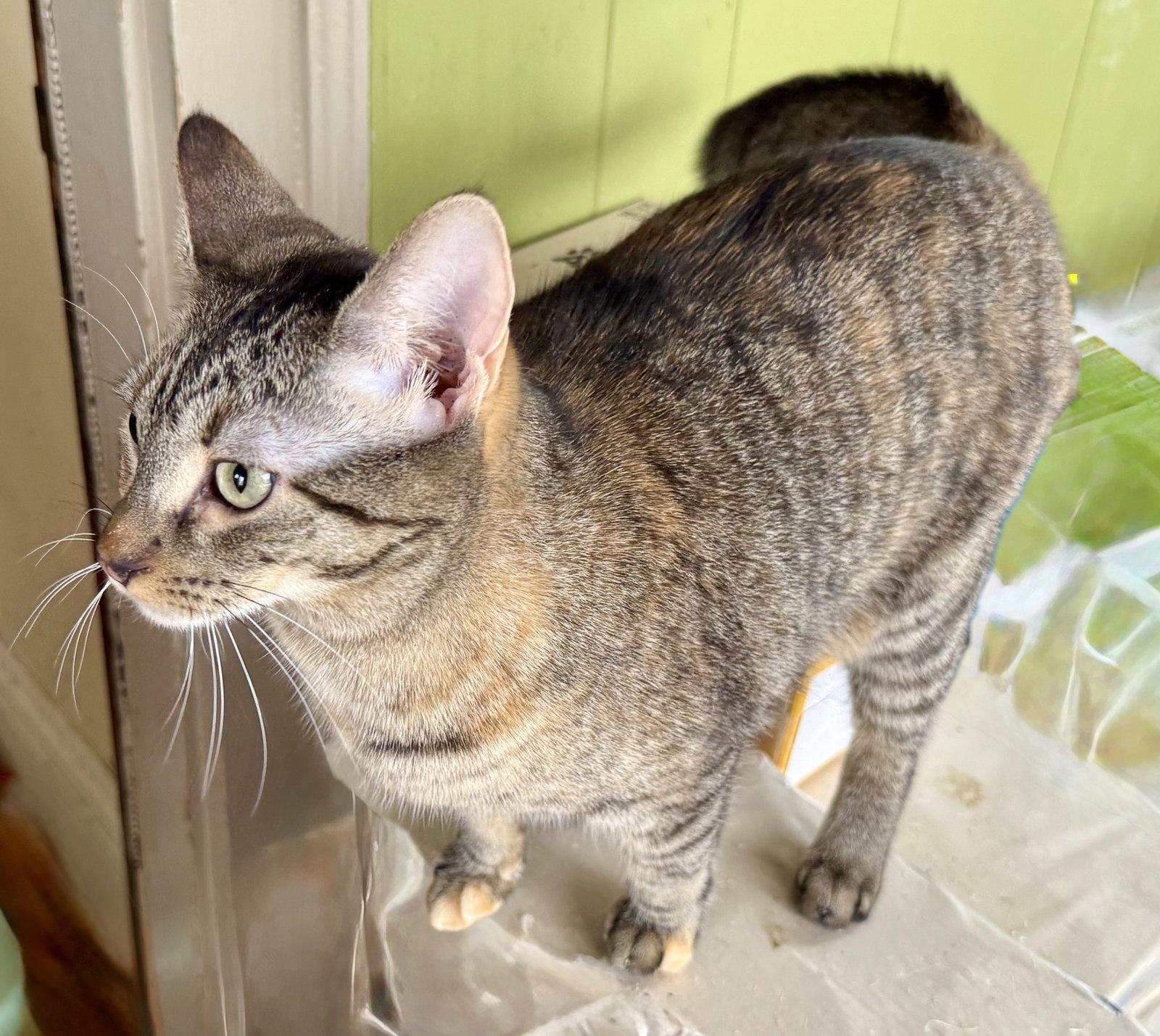 Enlarge Joanie, a Adoptable American Shorthair in Maywood, IL image 3/3