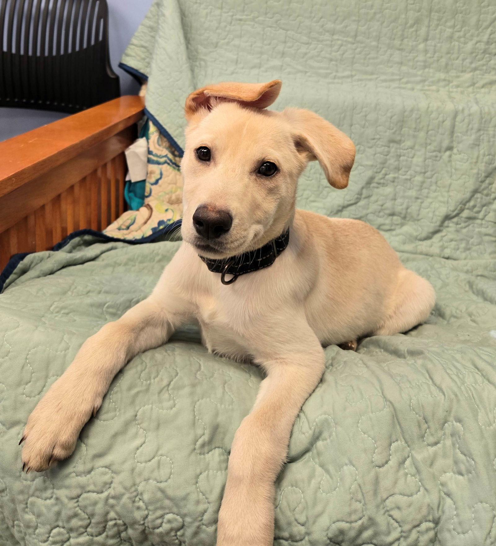 Enlarge Xena, a Adopted Yellow Labrador Retriever in Cliffwood, NJ image 1/2