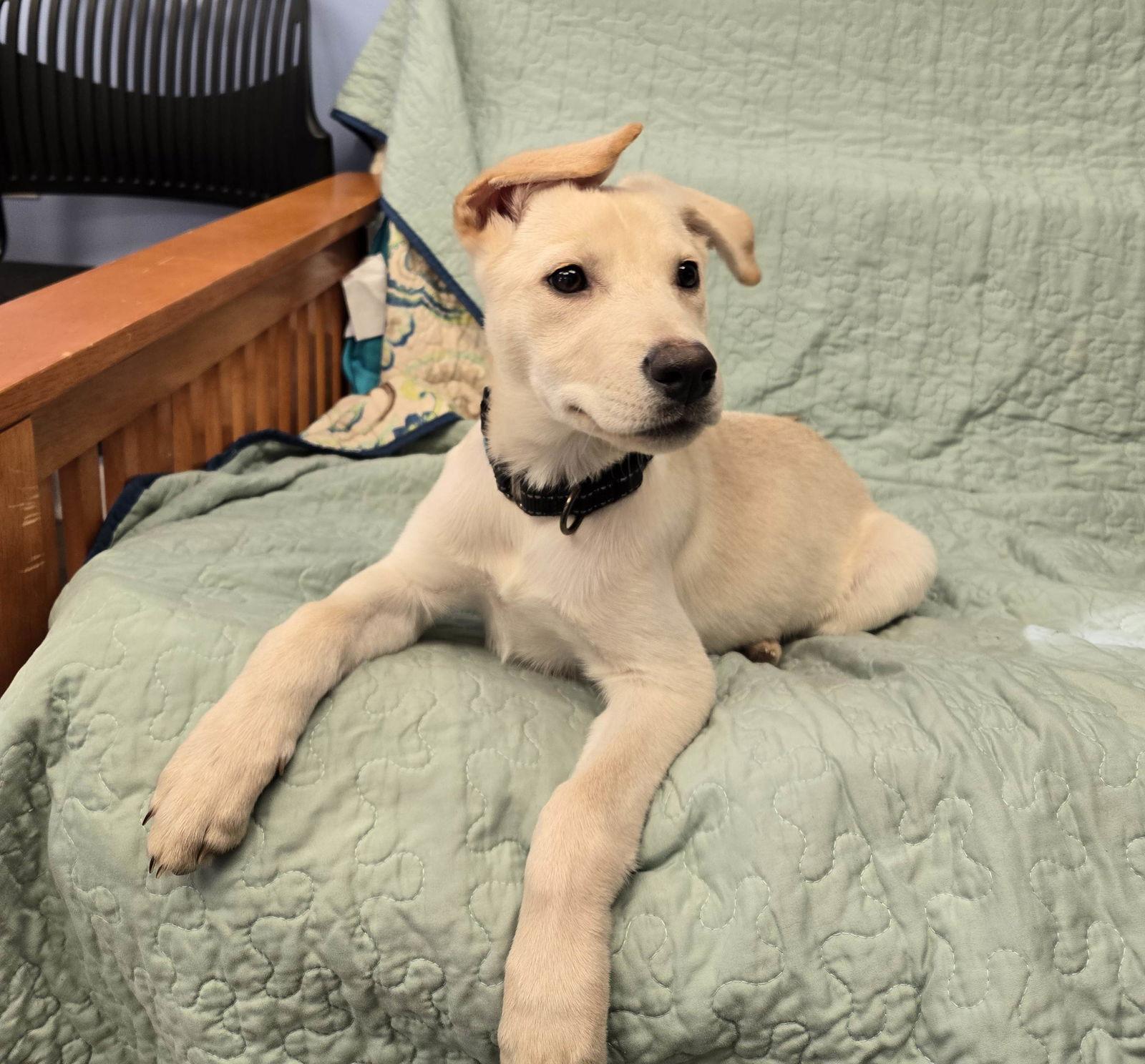 Enlarge Xena, a Adopted Yellow Labrador Retriever in Cliffwood, NJ image 2/2