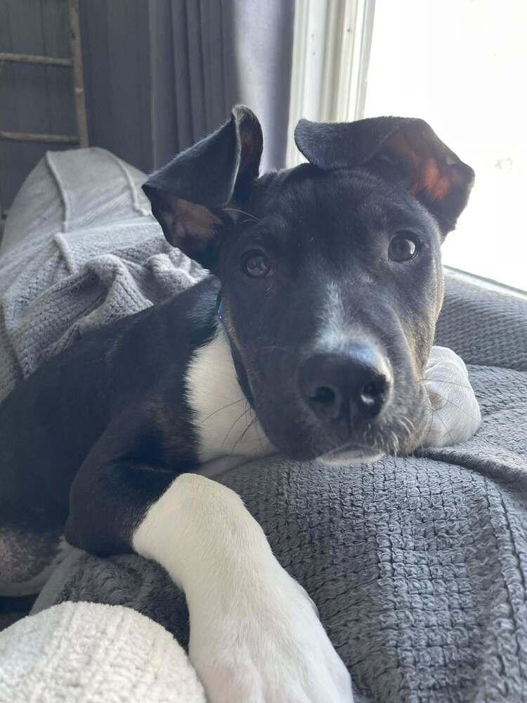 Jacks, a Adoptable mixed breed in Saugus, MA image 2/6