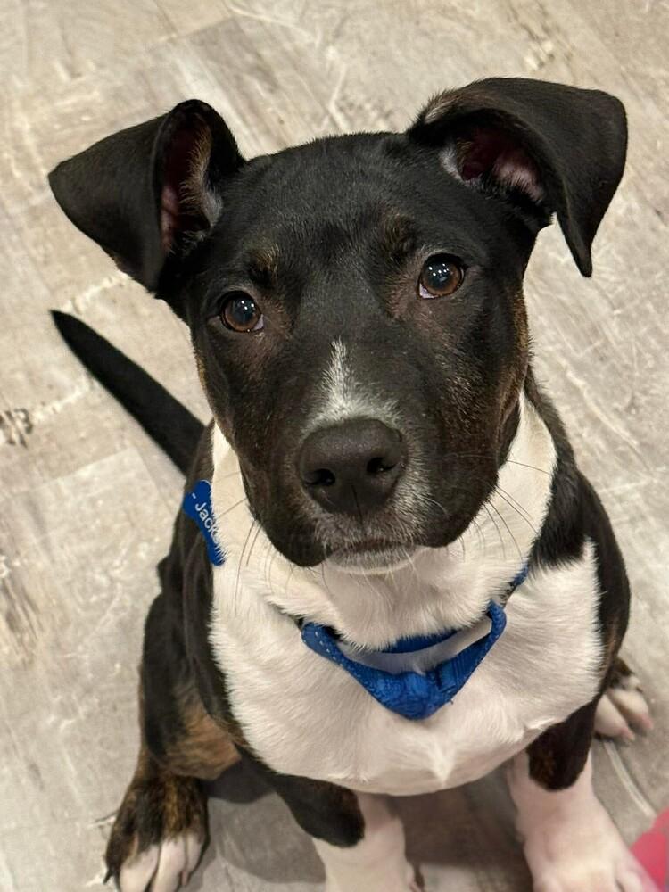 Jacks, a Adoptable mixed breed in Saugus, MA image 3/6