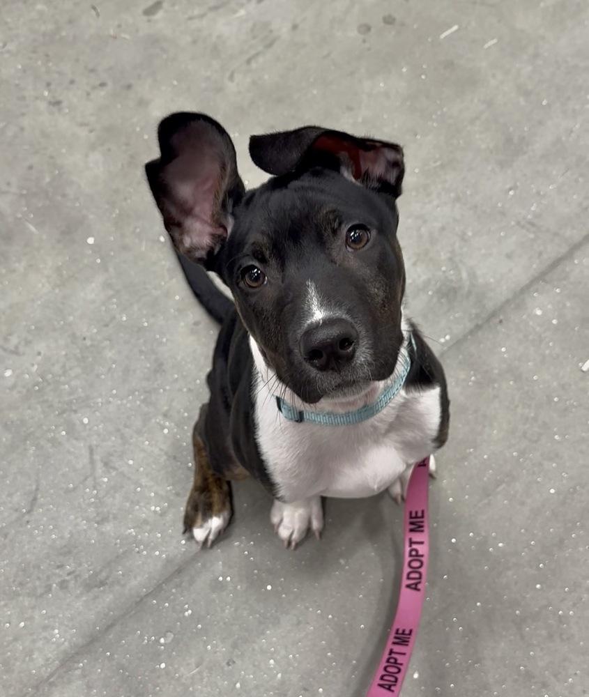 Jacks, a Adoptable mixed breed in Saugus, MA image 4/6